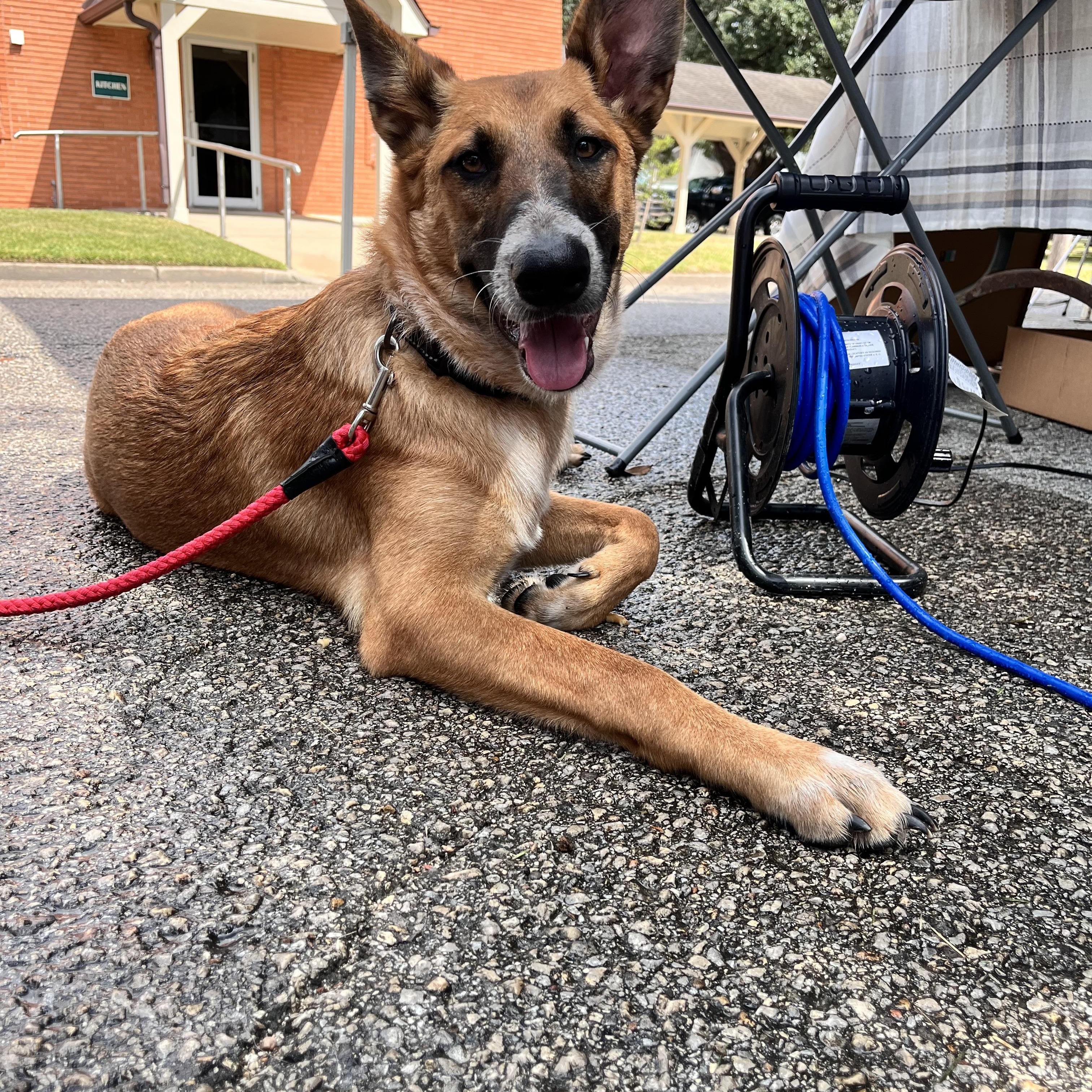 Enlarge Scout, a Adoptable mixed breed in Vancouver, WA image 5/6