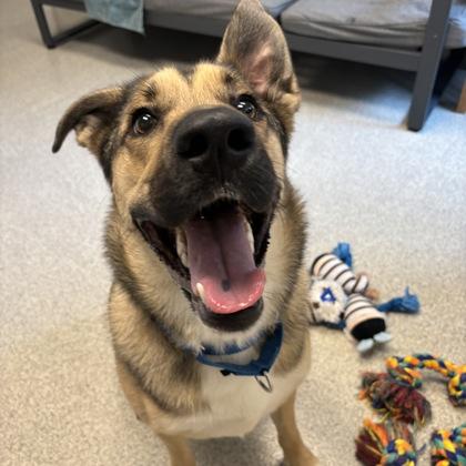 Enlarge Jovi, a Adoptable Mixed Breed in Lansing, MI image 2/4