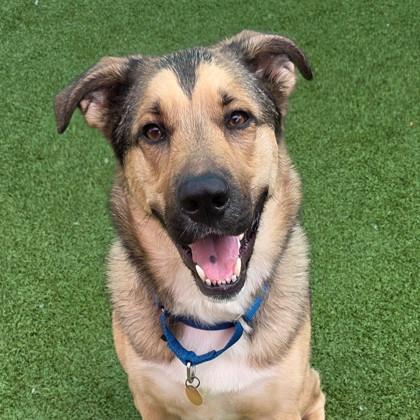 Jovi, Adoptable, Adult Male Mixed Breed.