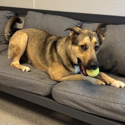 Enlarge Jovi, a Adoptable Mixed Breed in Lansing, MI image 4/4