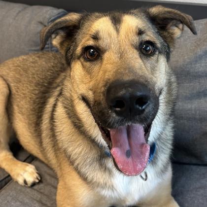 Enlarge Jovi, a Adoptable Mixed Breed in Lansing, MI image 3/4