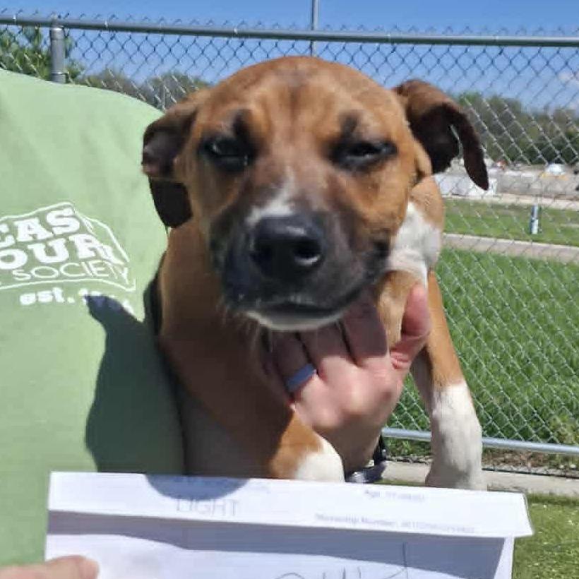 LIGHT, Adoptable, Puppy Female Hound.