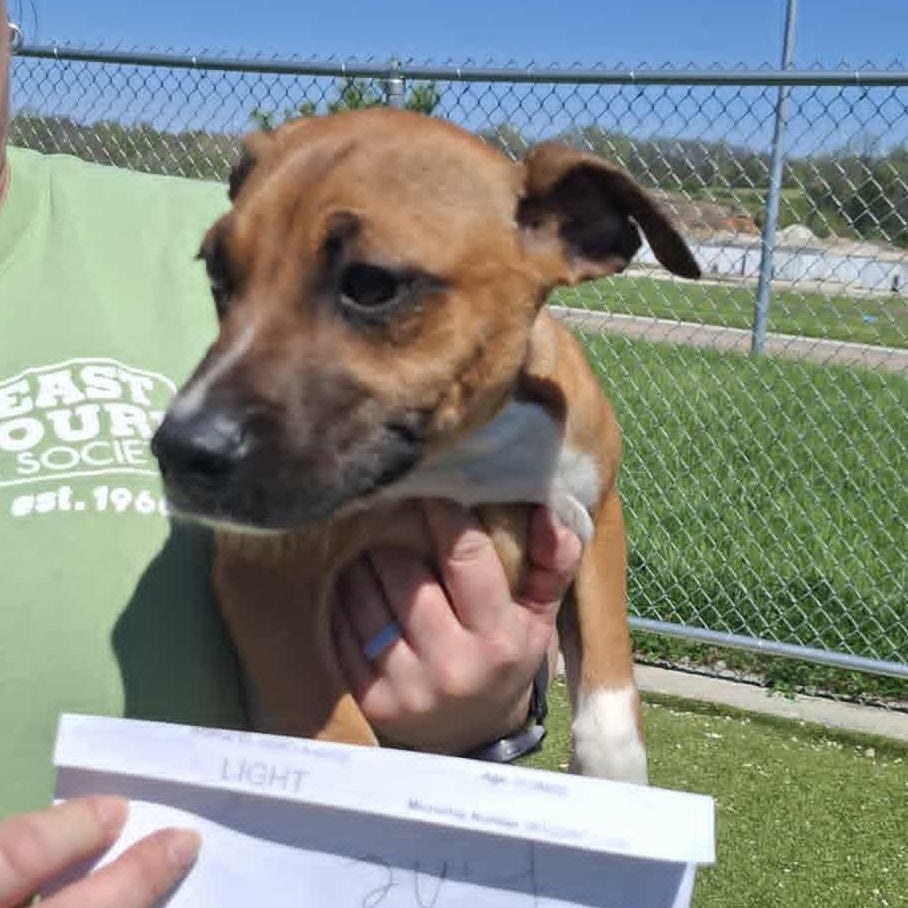 LIGHT, a Adoptable Hound in Hannibal, MO image 2/2