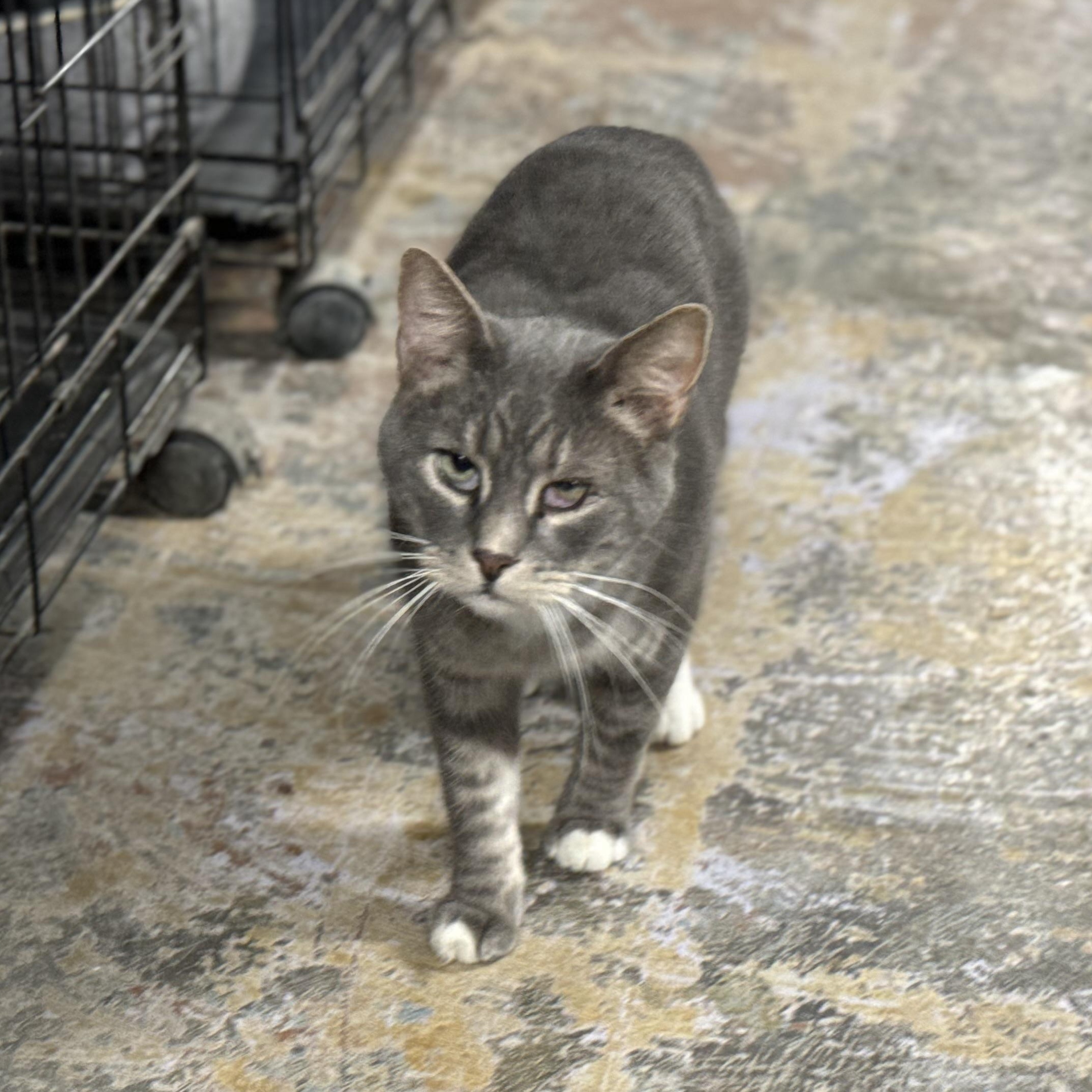 Enlarge Skippy, a Adoptable Domestic Short Hair in New Martinsville, WV image 4/4