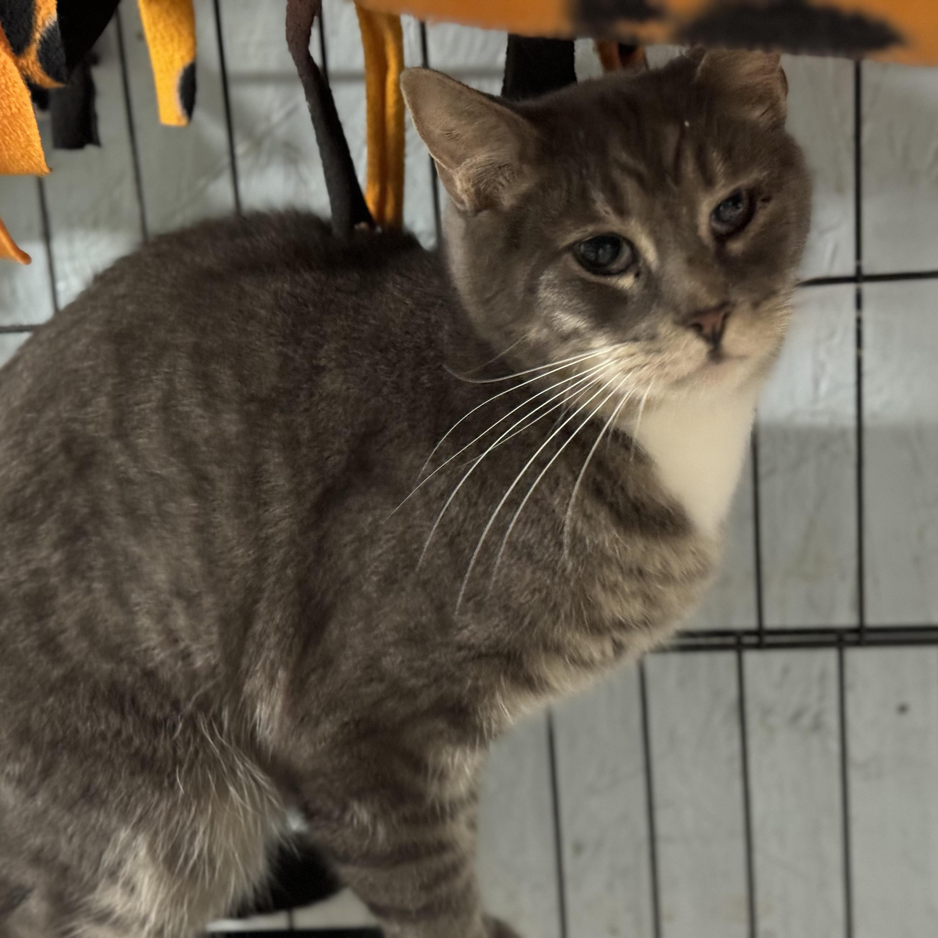 Enlarge Skippy, a Adoptable Domestic Short Hair in New Martinsville, WV image 2/4