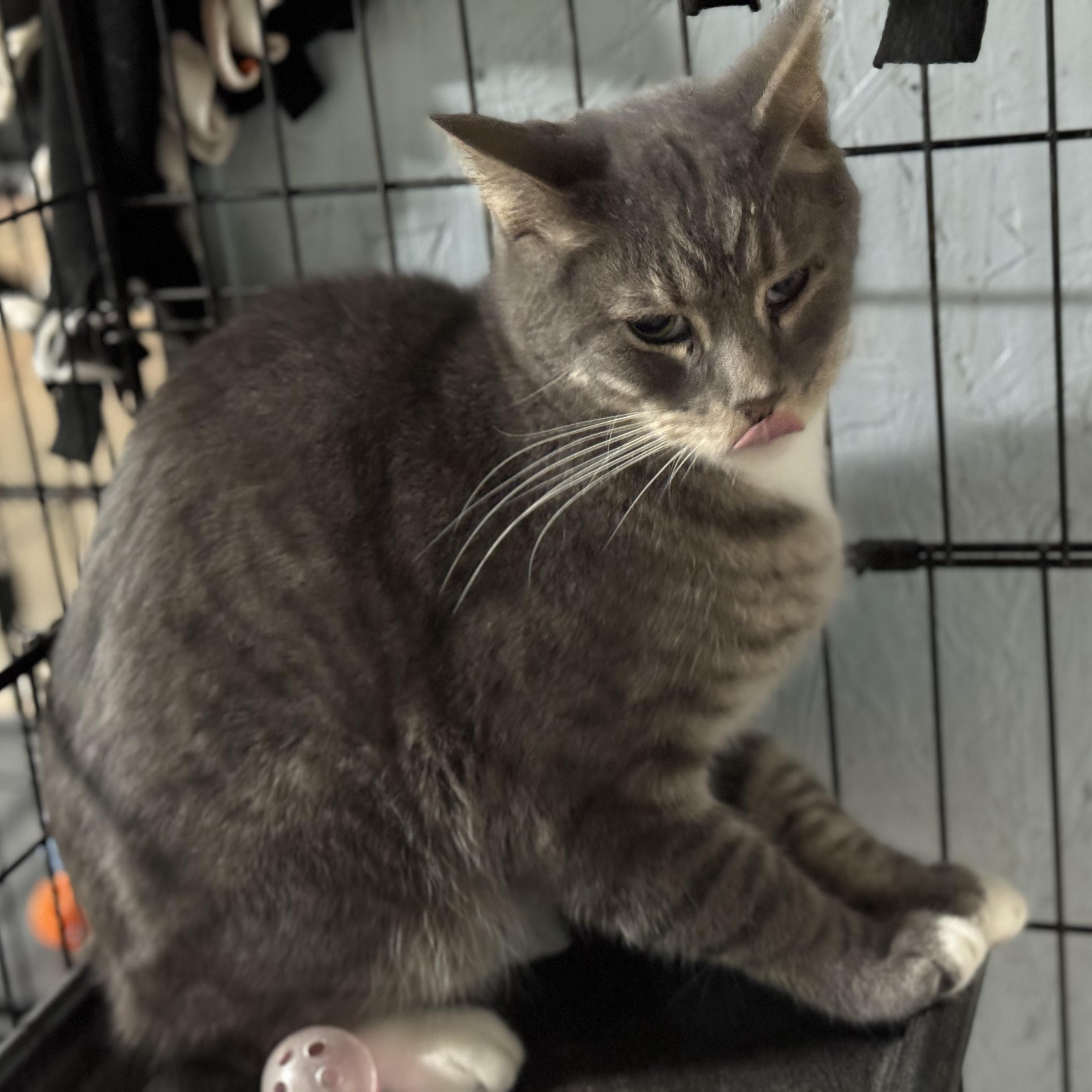 Enlarge Skippy, a Adoptable Domestic Short Hair in New Martinsville, WV image 3/4