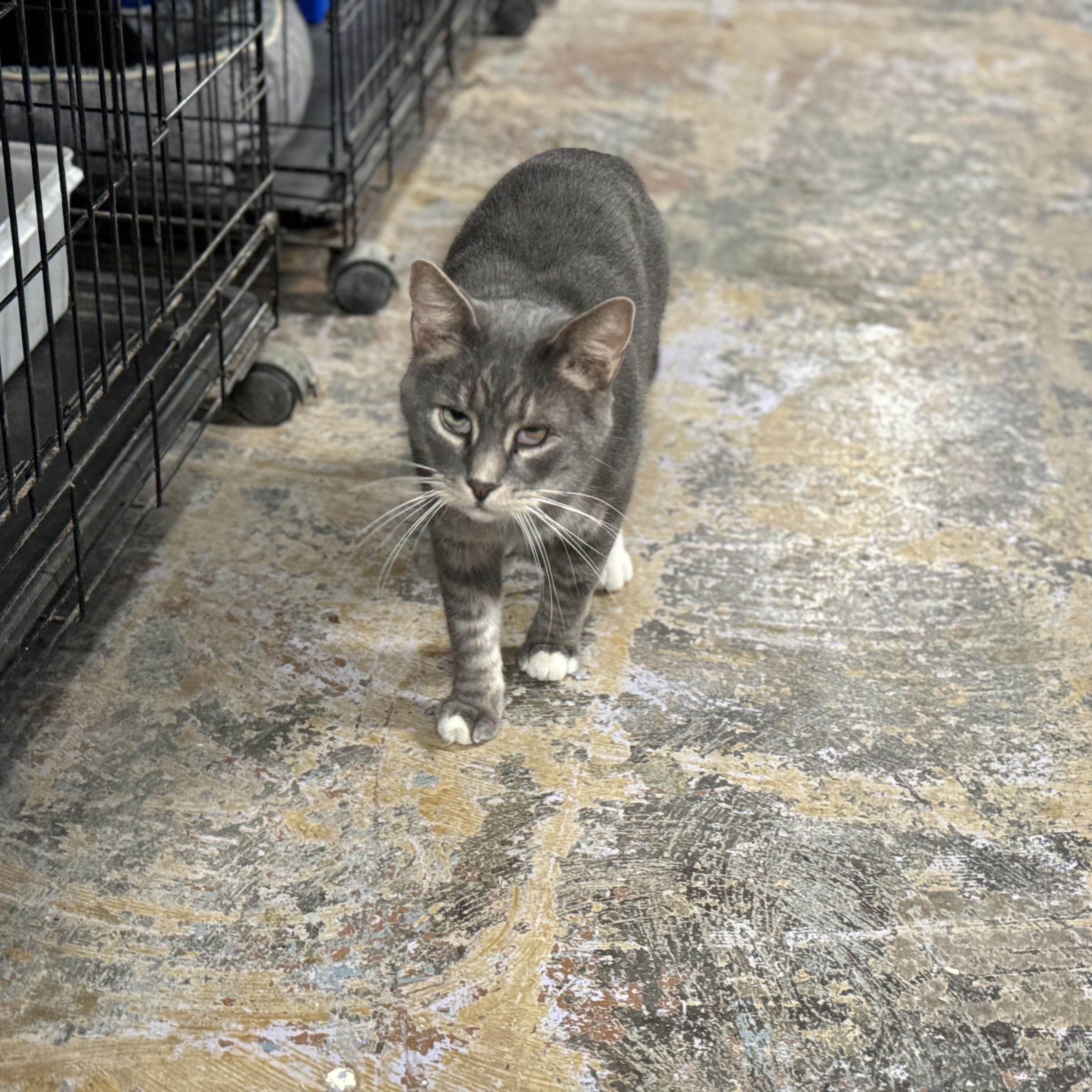 Skippy, Adoptable, Adult Male Domestic Short Hair.