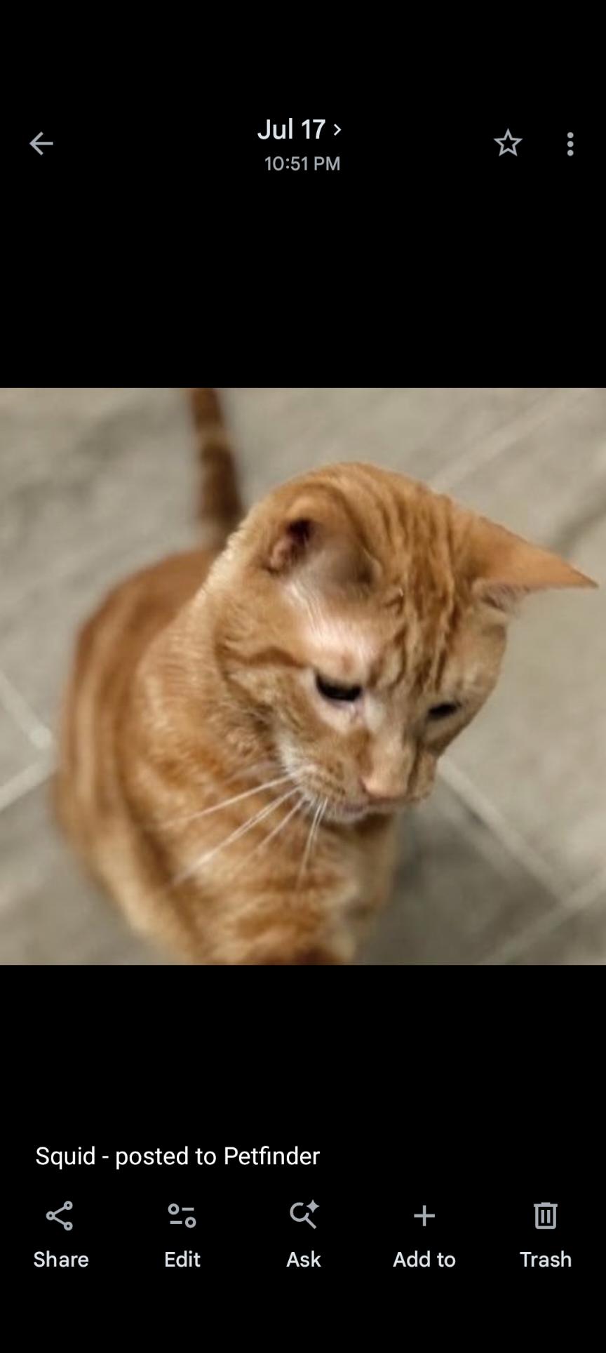 Squid, Adoptable, Adult Male Domestic Short Hair.