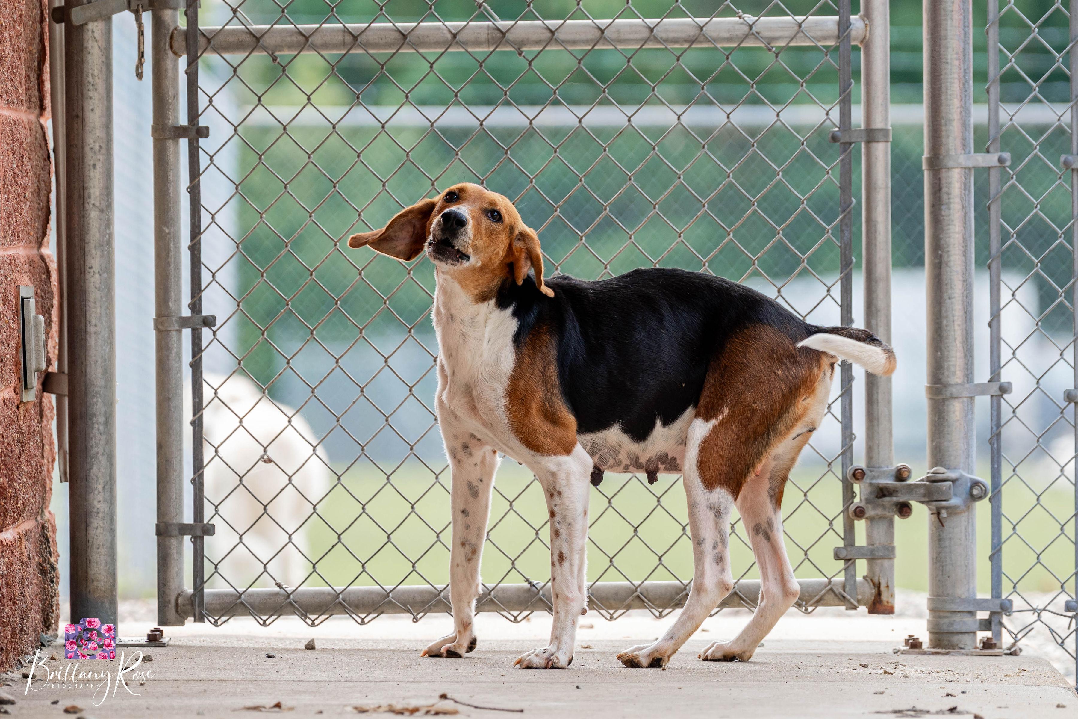 Lollie, adopted, Adult Female American Foxhound.
