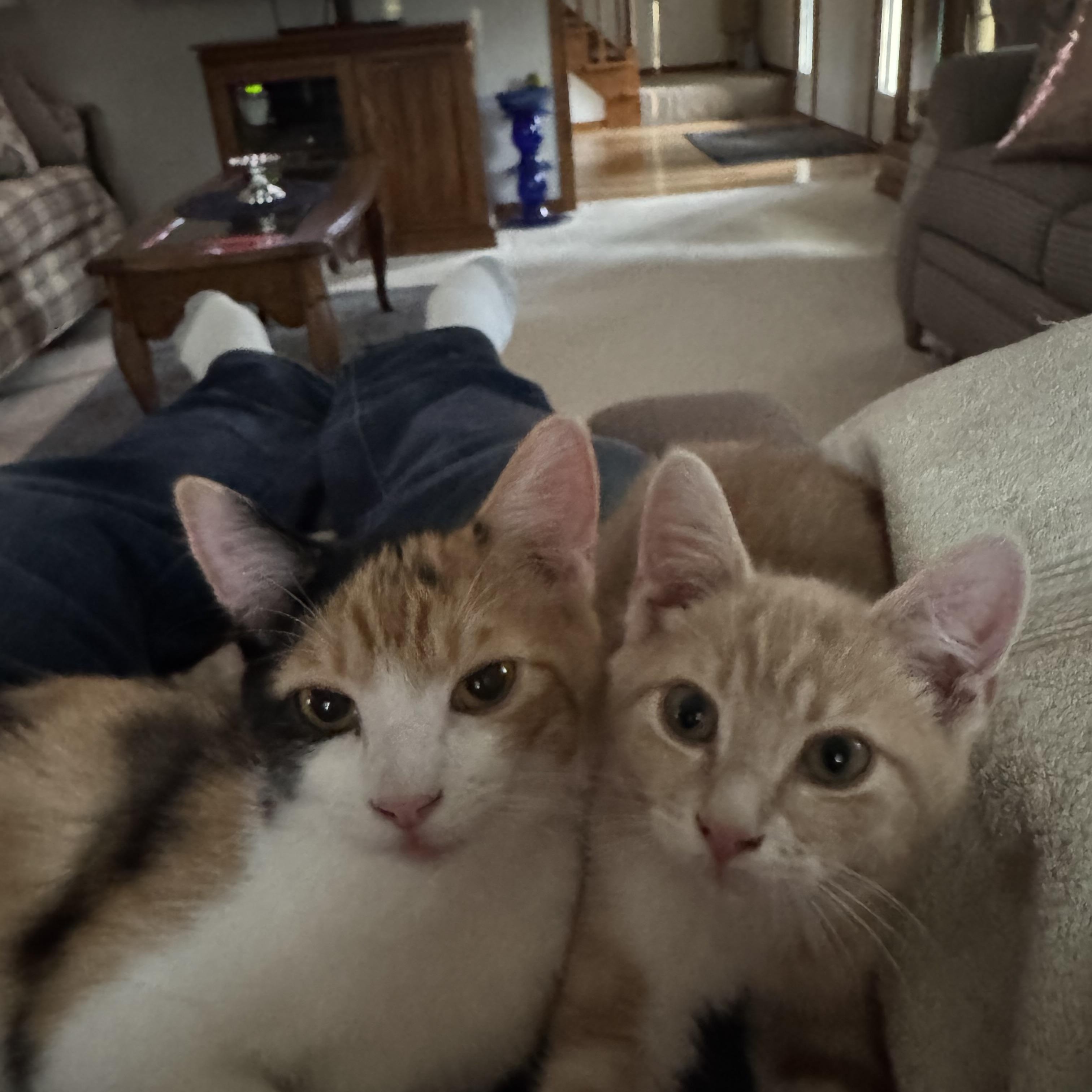 Zara Belle and Murphy, a ADOPTABLE mixed breed in Massillon, OH image 1/6