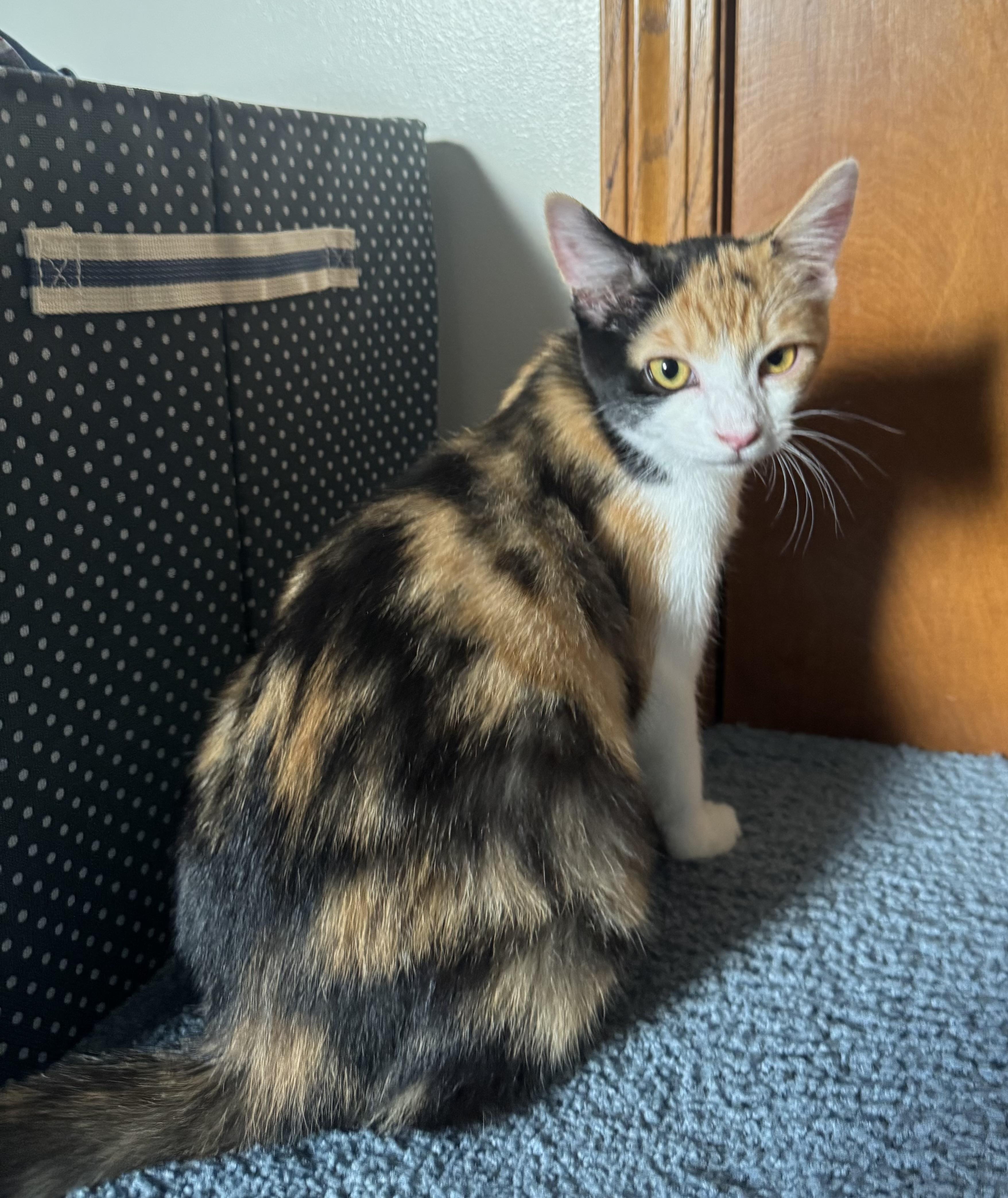 Zara Belle and Murphy, a ADOPTABLE mixed breed in Massillon, OH image 2/6