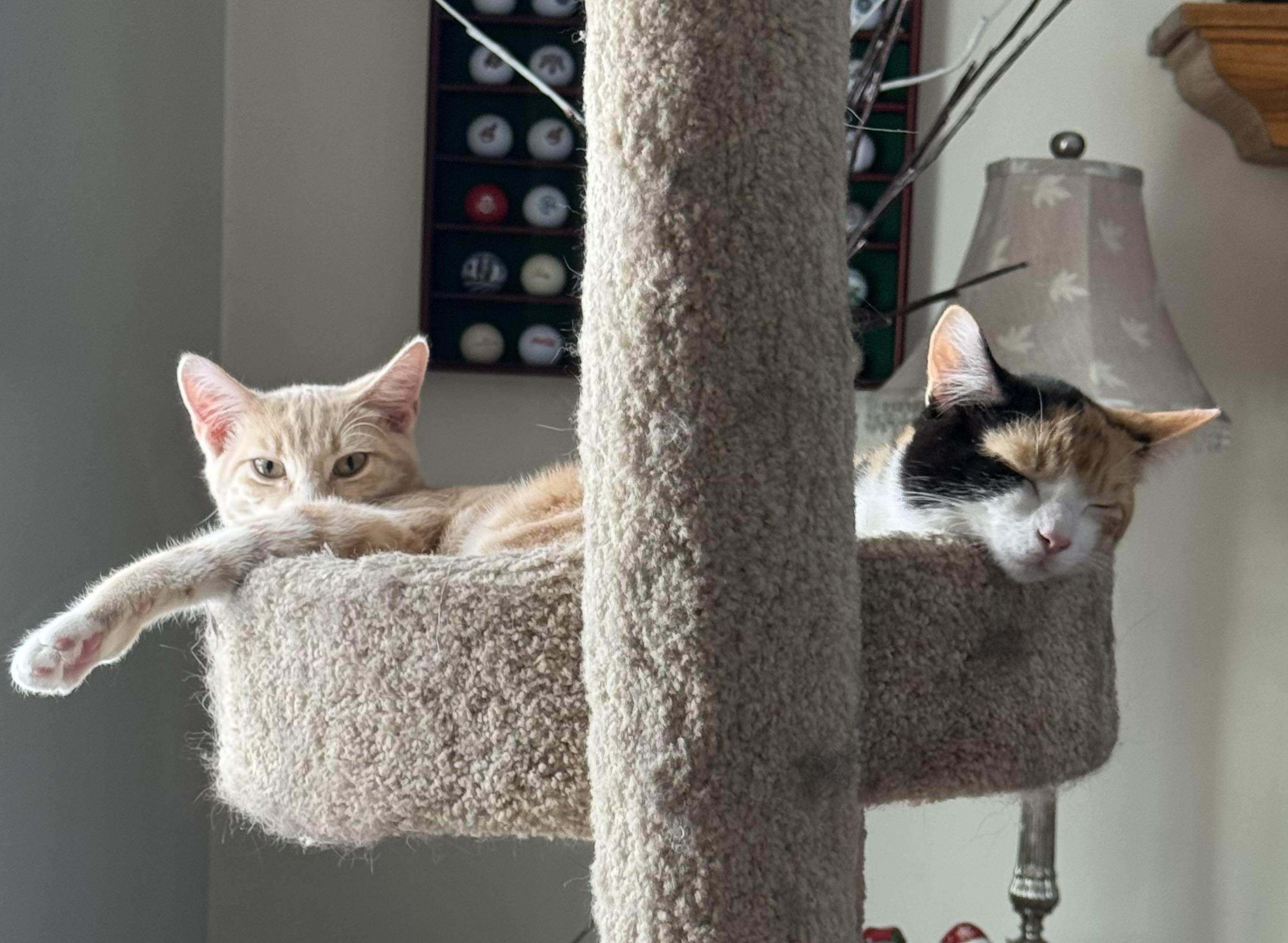 Zara Belle and Murphy, a ADOPTABLE mixed breed in Massillon, OH image 3/6