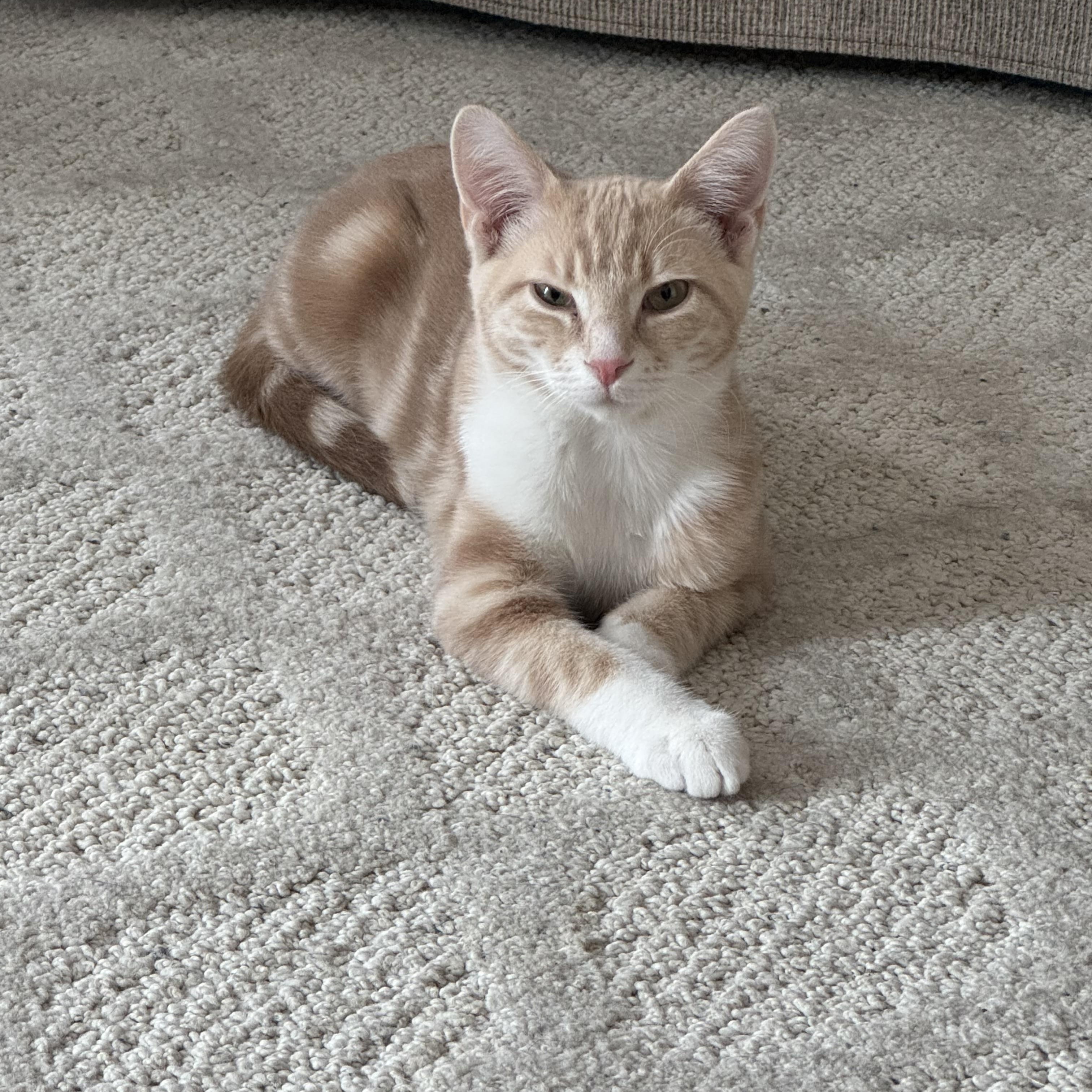 Zara Belle and Murphy, a ADOPTABLE mixed breed in Massillon, OH image 5/6