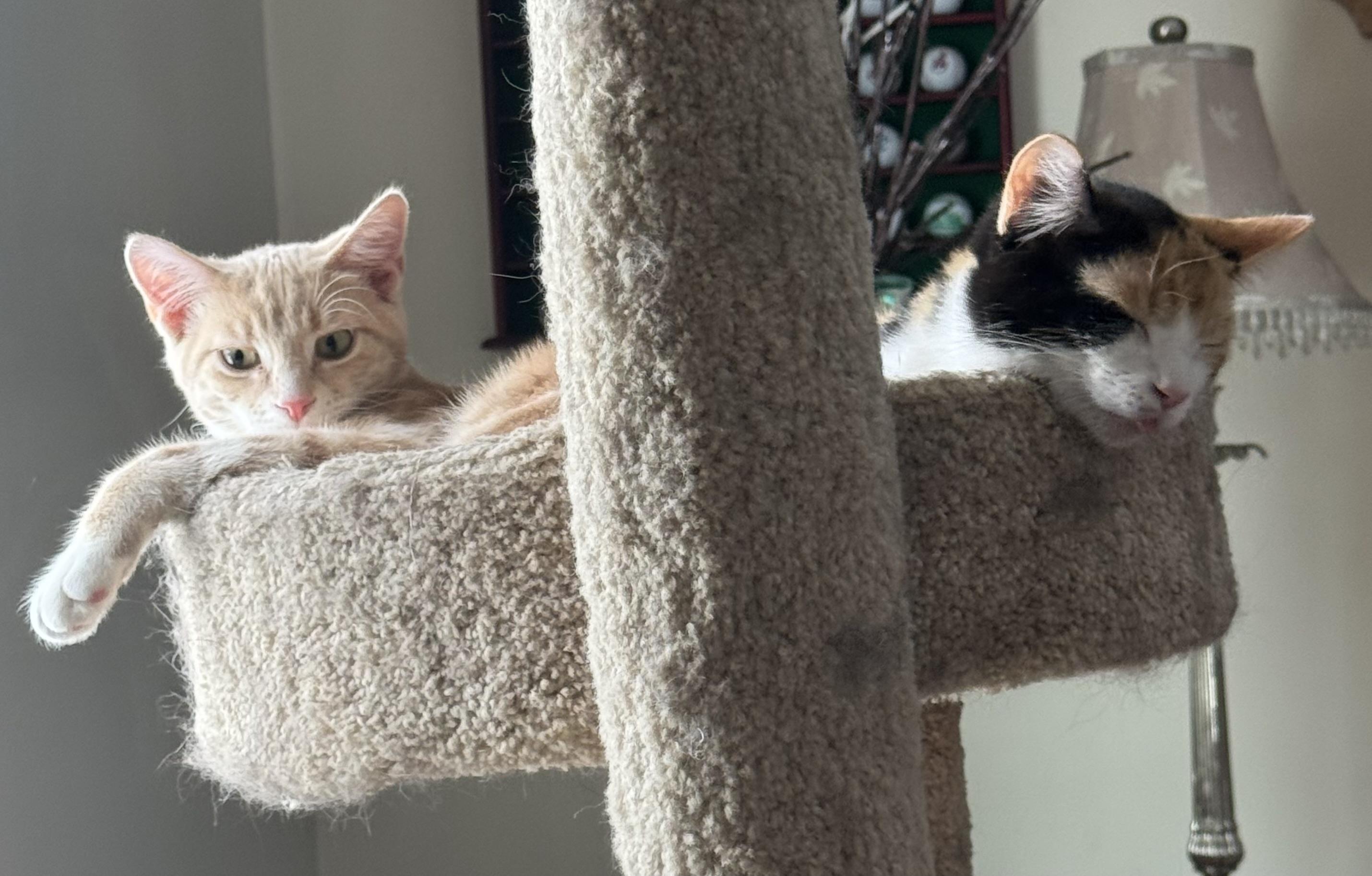 Zara Belle and Murphy, a ADOPTABLE mixed breed in Massillon, OH image 6/6