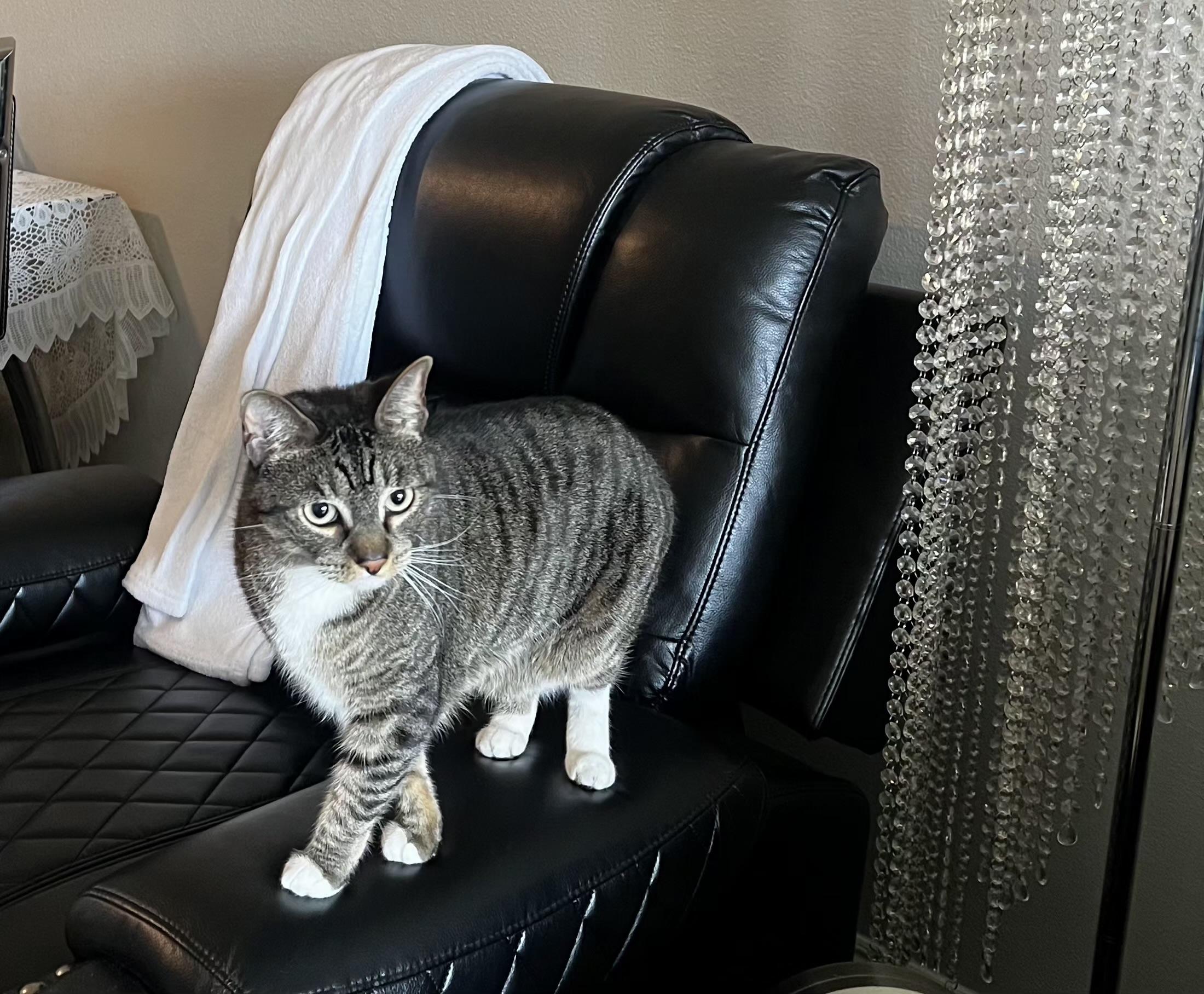 Nala, a Adoptable Domestic Short Hair in San Diego, CA image 2/3