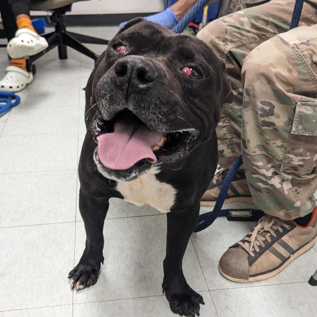 Revel, Adoptable, Adult Male Pit Bull Terrier.