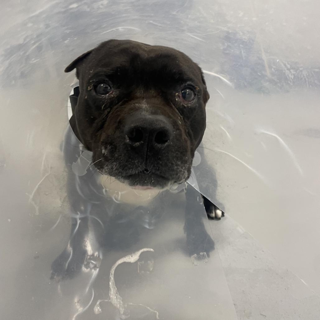 Revel, a Adoptable Pit Bull Terrier in Philadelphia, PA image 1/6