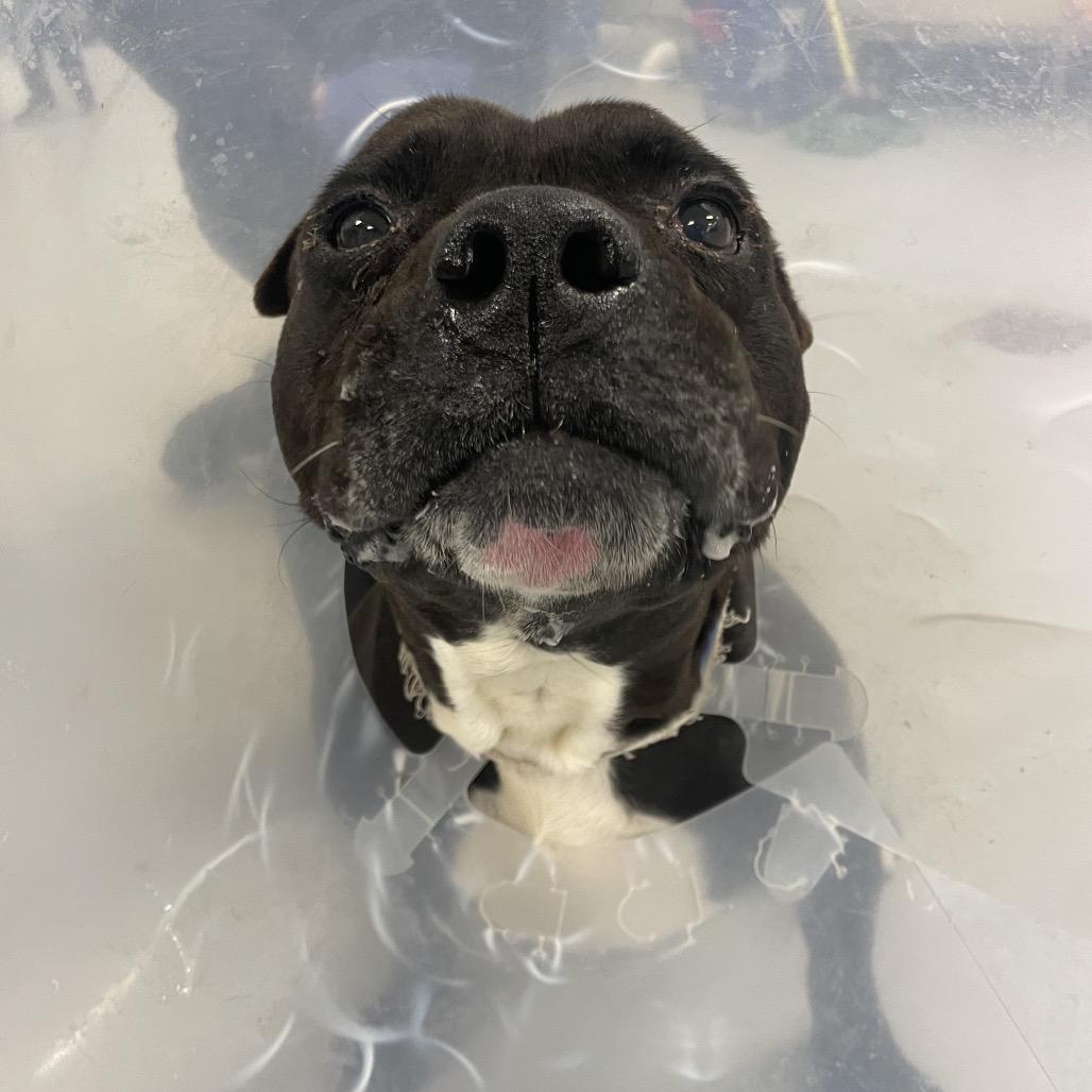 Revel, a Adoptable Pit Bull Terrier in Philadelphia, PA image 2/6