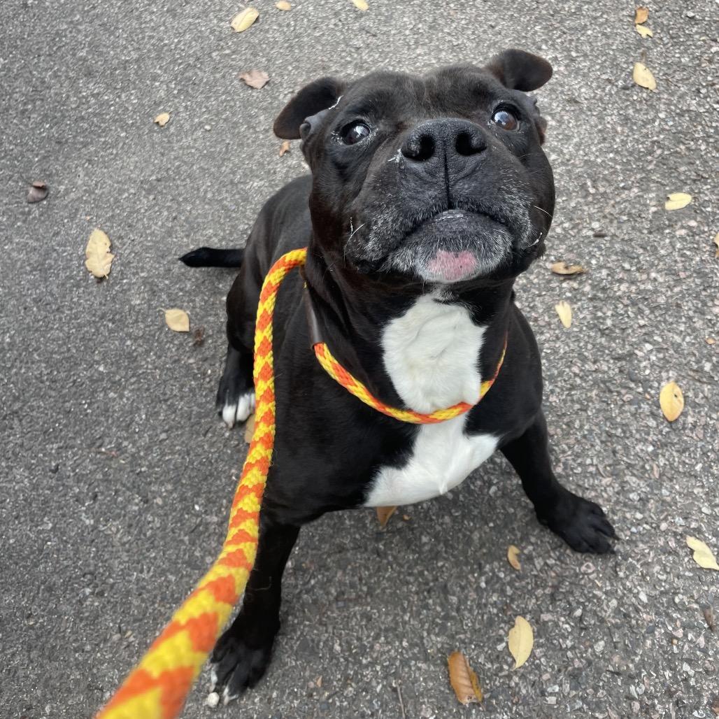 Revel, a Adoptable Pit Bull Terrier in Philadelphia, PA image 3/6