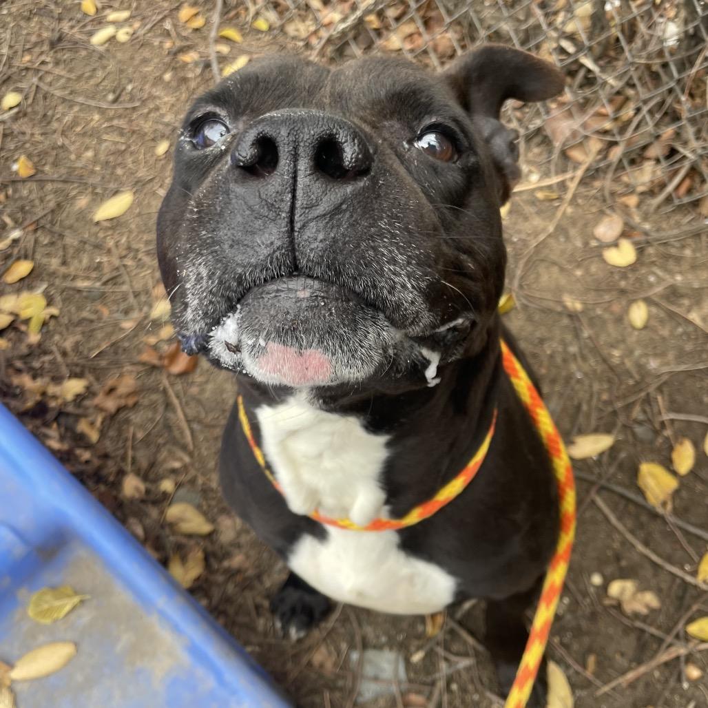 Revel, a Adoptable Pit Bull Terrier in Philadelphia, PA image 5/6