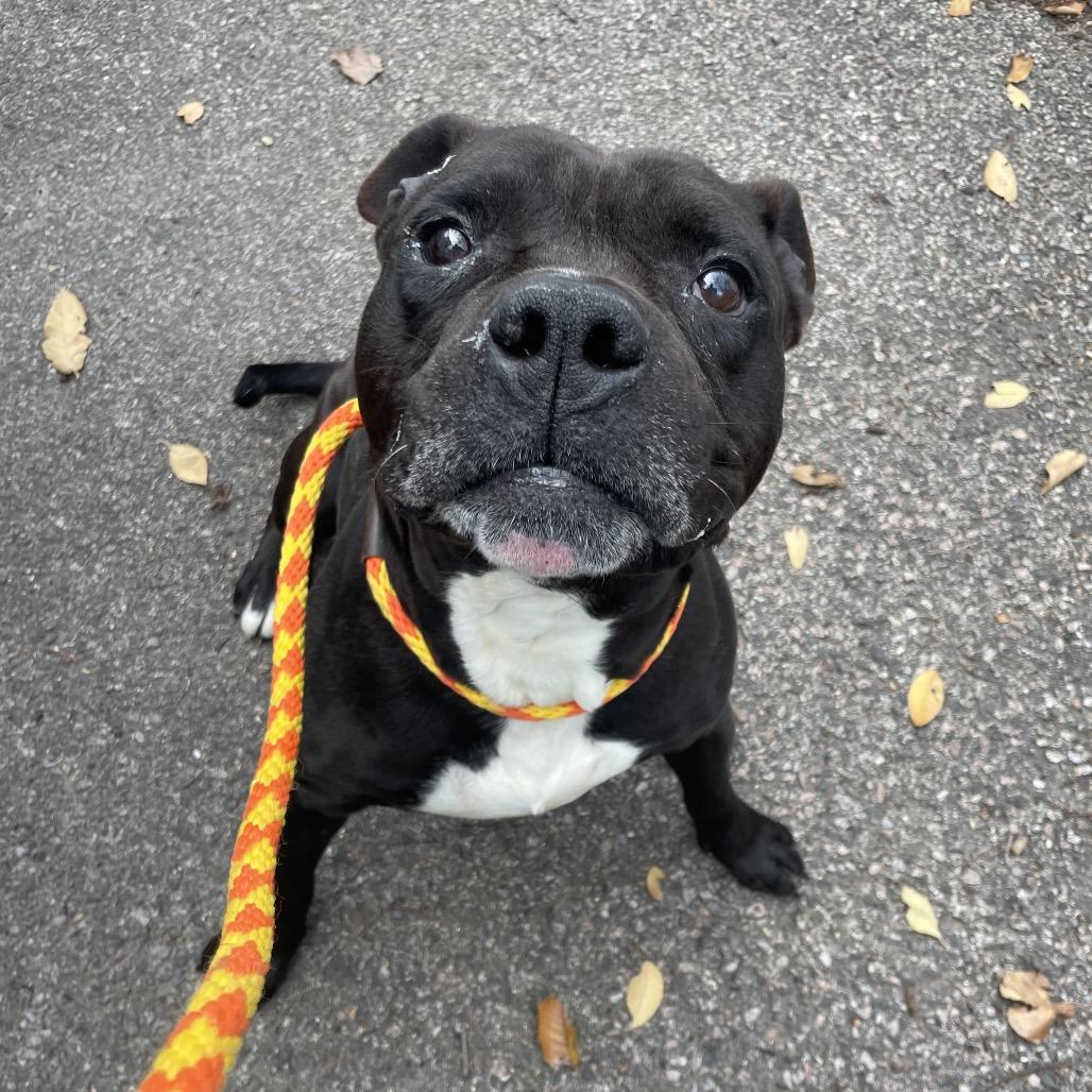 Revel, a Adoptable Pit Bull Terrier in Philadelphia, PA image 6/6