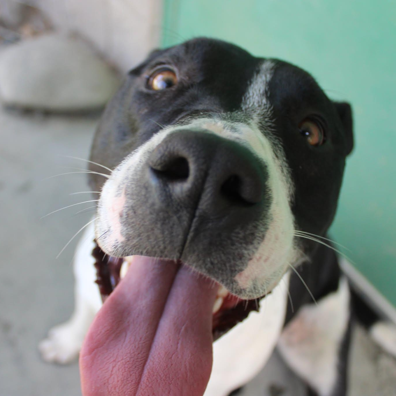 Sandy, a ADOPTABLE mixed breed in Weaverville, CA image 1/6