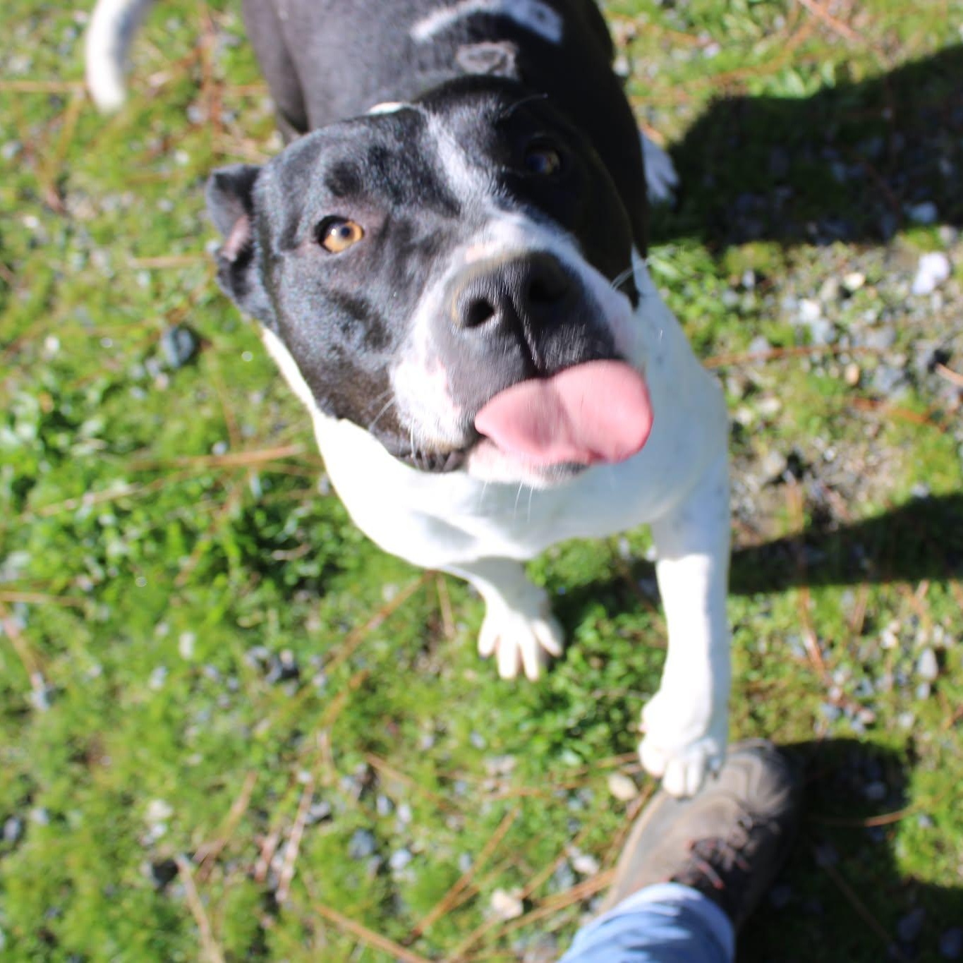 Sandy, a ADOPTABLE mixed breed in Weaverville, CA image 2/6