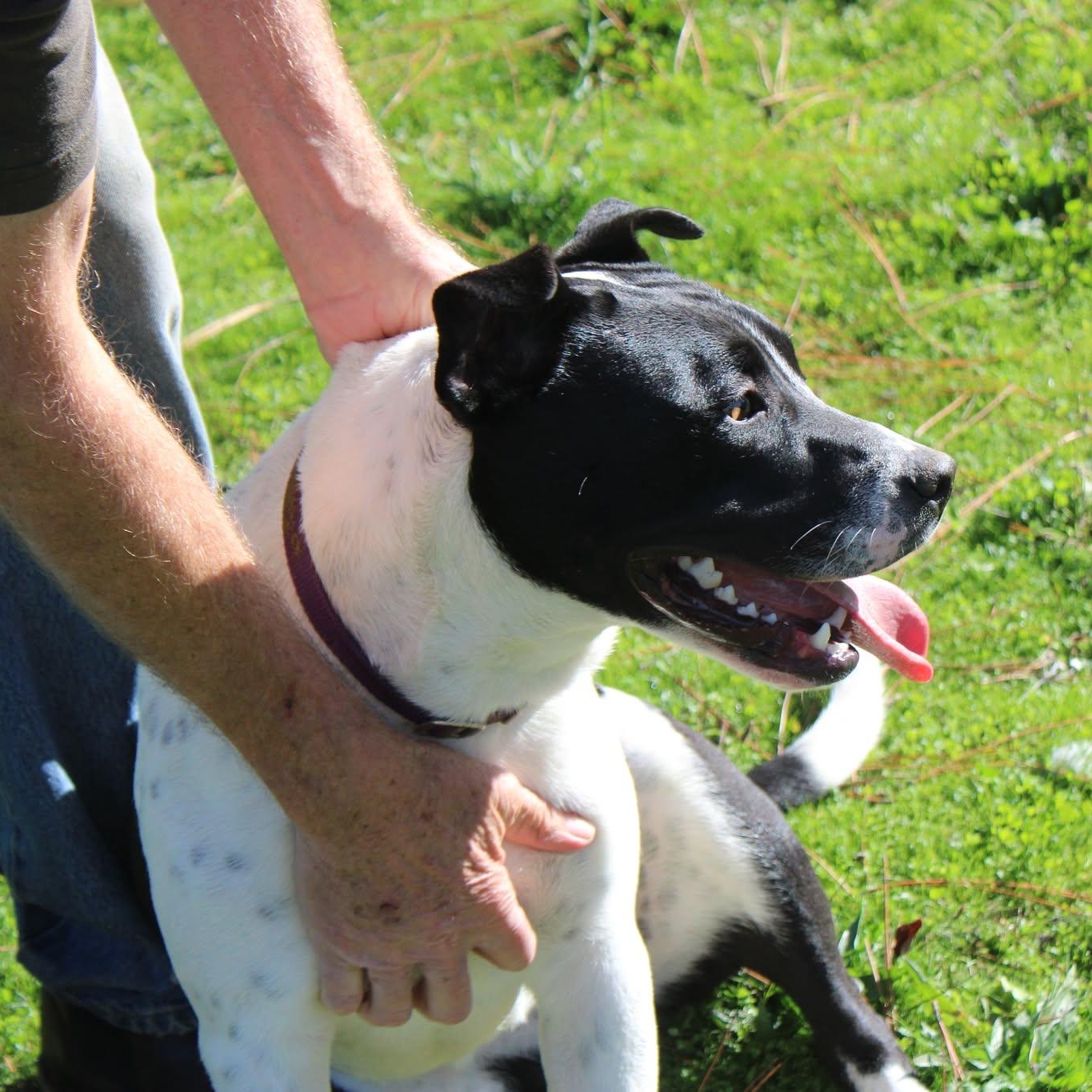 Sandy, a ADOPTABLE mixed breed in Weaverville, CA image 3/6