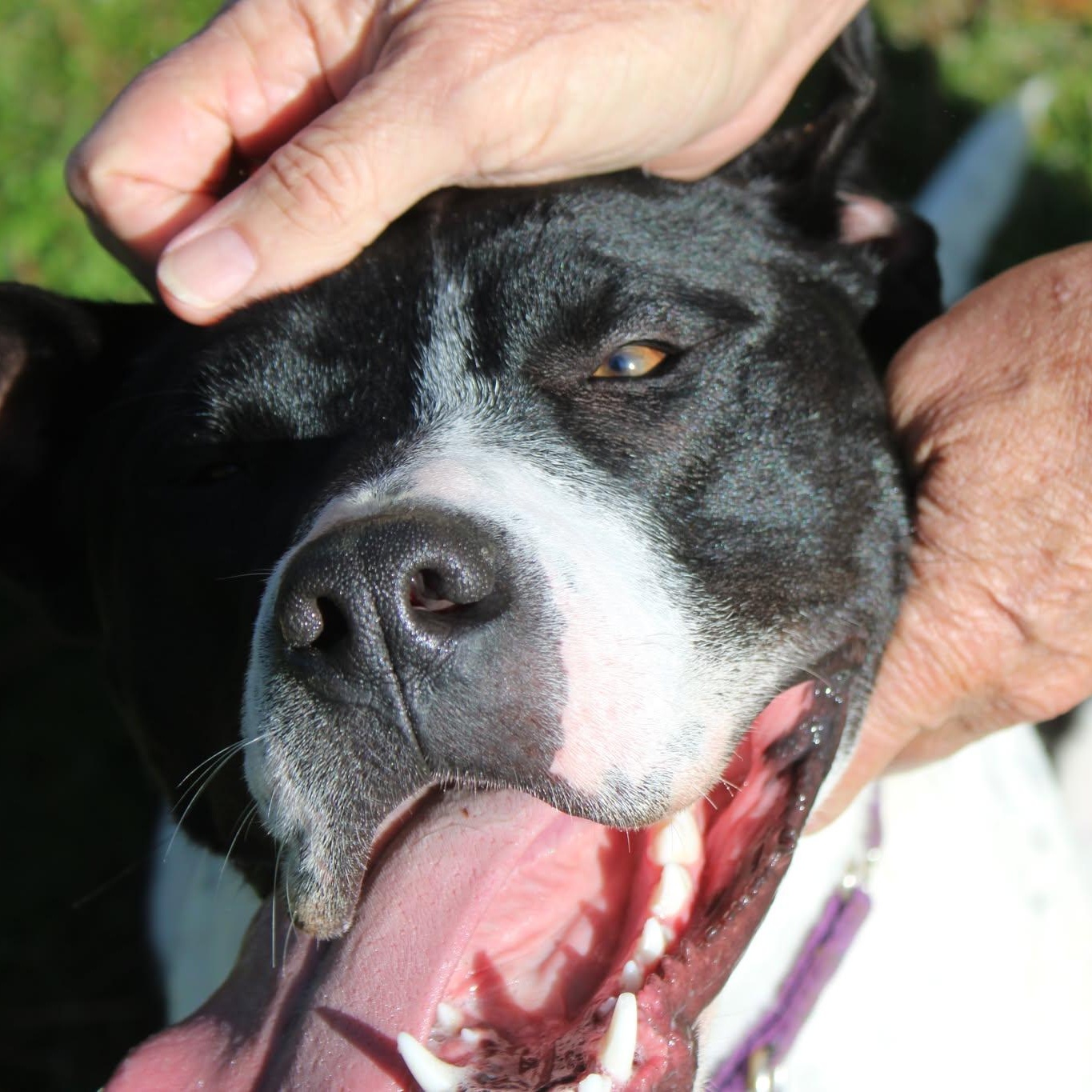 Sandy, a ADOPTABLE mixed breed in Weaverville, CA image 4/6