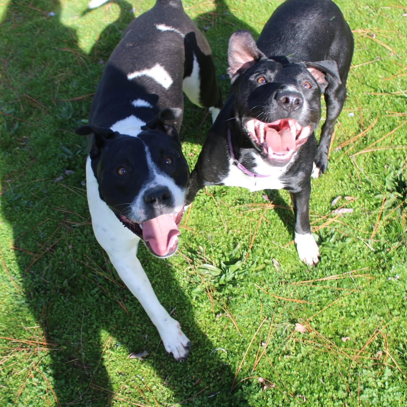 Sandy, a ADOPTABLE mixed breed in Weaverville, CA image 5/6