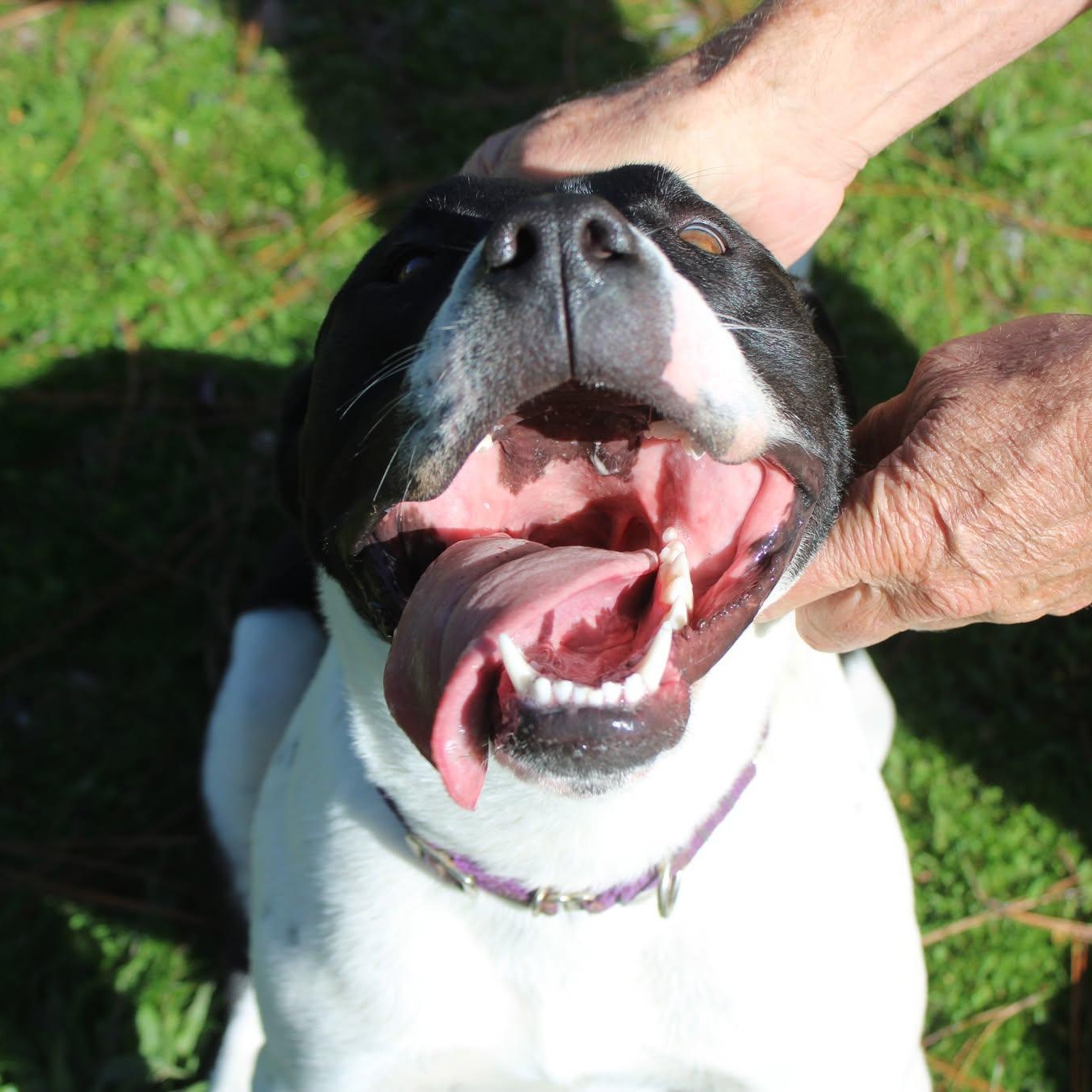 Sandy, ADOPTABLE, Adult Female Pit Bull Terrier.