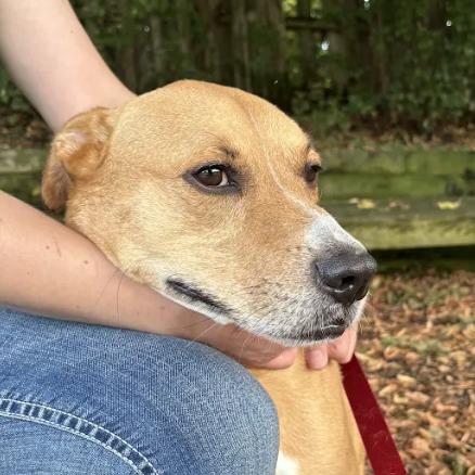 Enlarge Chase, a Adoptable mixed breed in South Elgin, IL image 1/4
