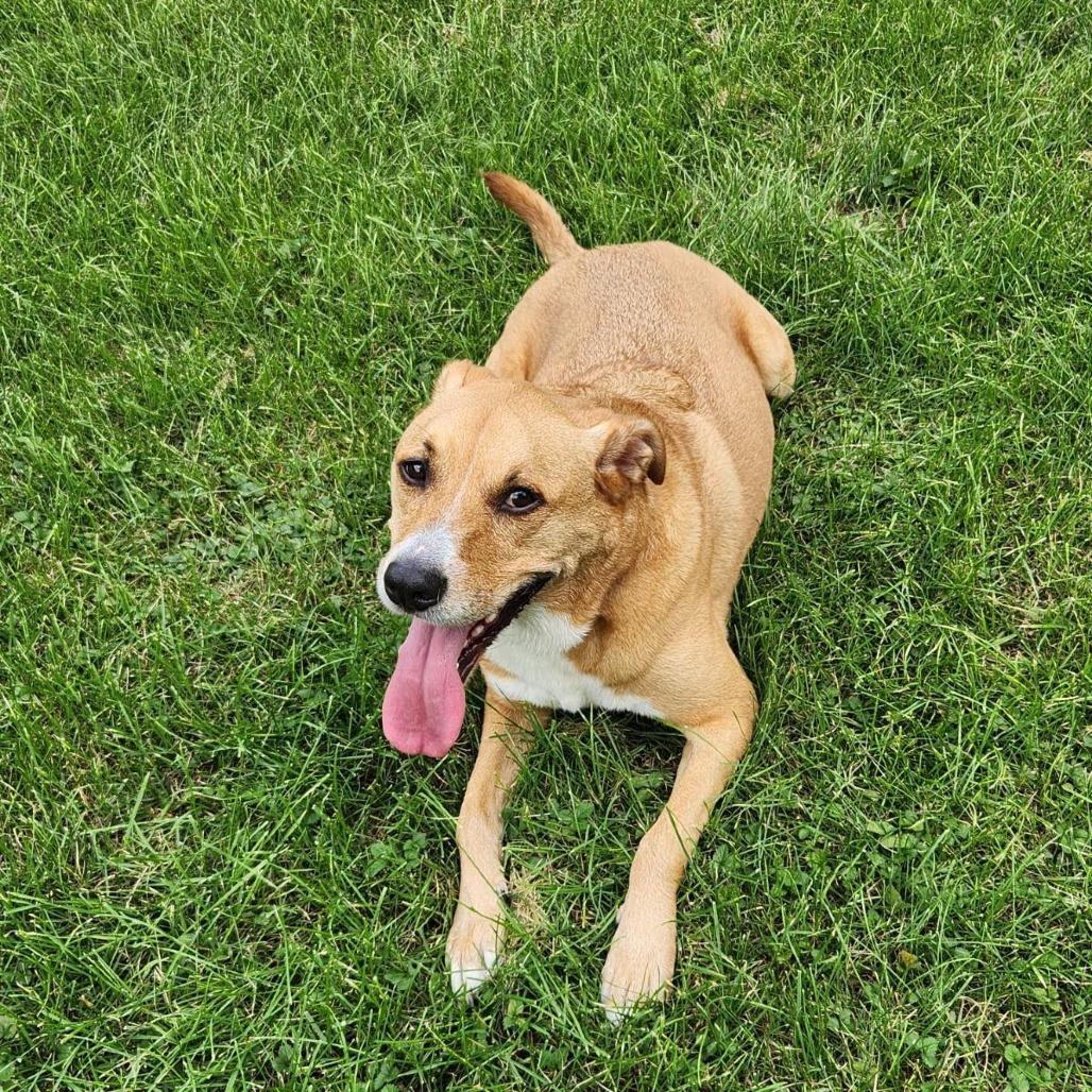 Enlarge Chase, a Adoptable mixed breed in South Elgin, IL image 2/4