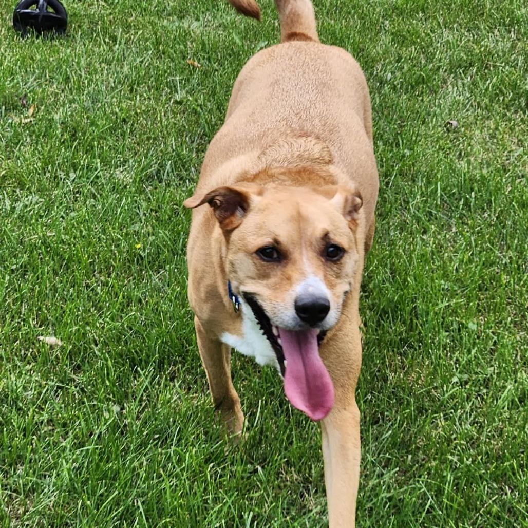 Enlarge Chase, a Adoptable mixed breed in South Elgin, IL image 3/4