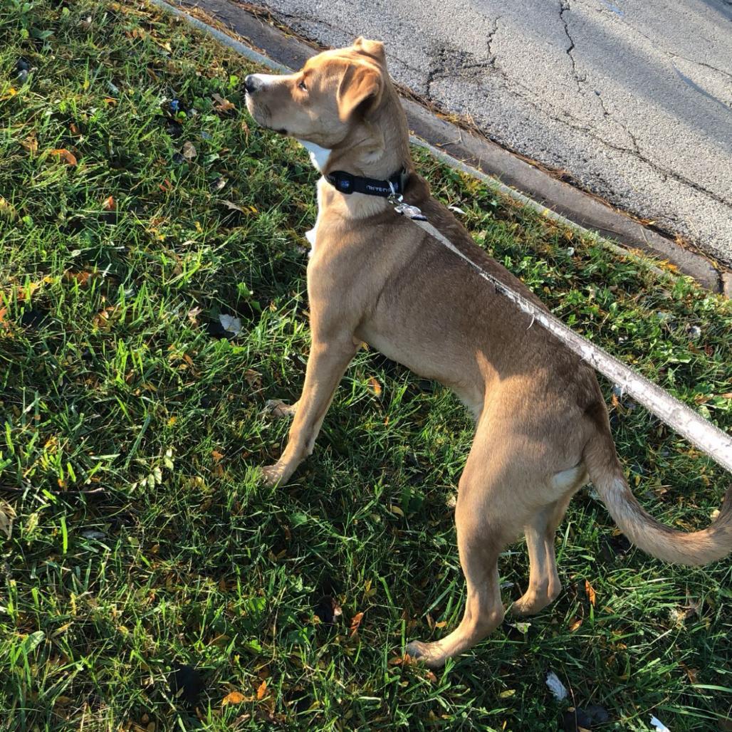 Enlarge Chase, a Adoptable mixed breed in South Elgin, IL image 4/4