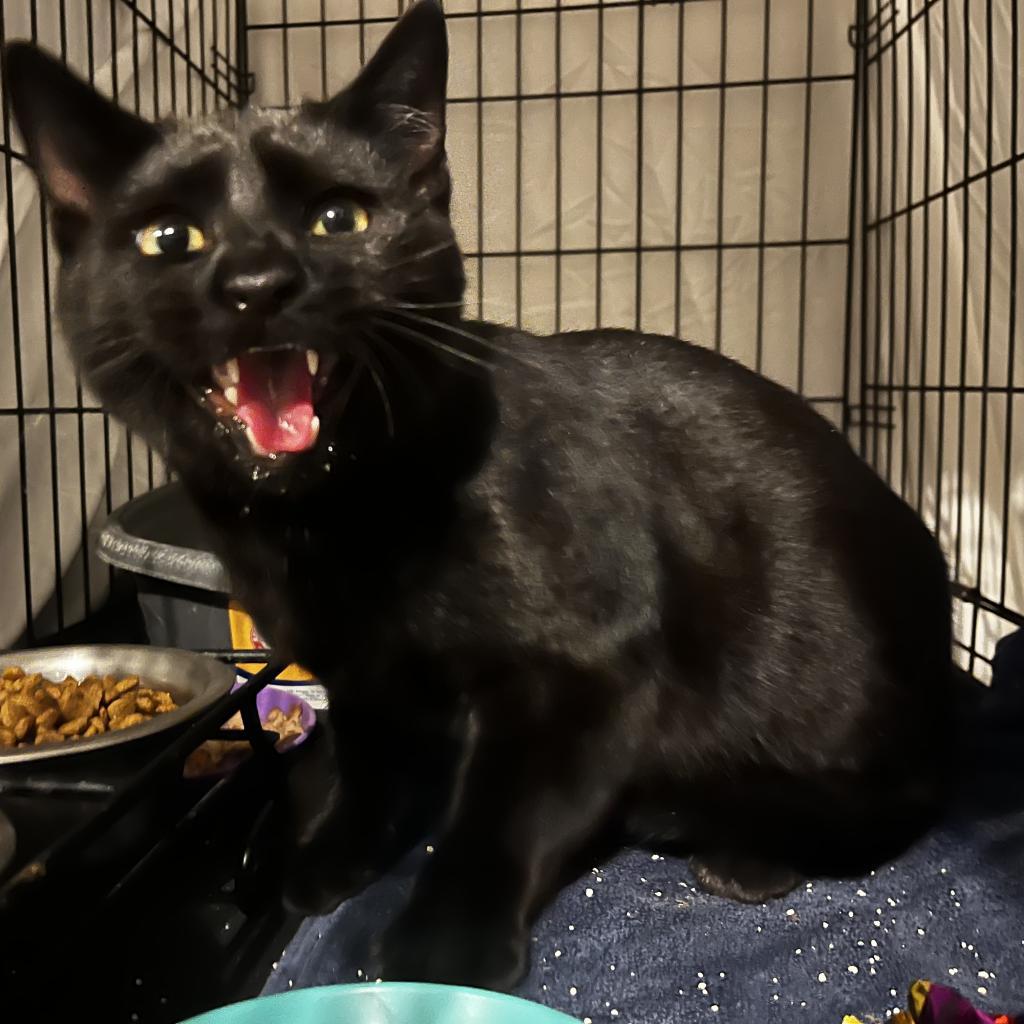 Chill, Adoptable, Adult Male Domestic Short Hair.