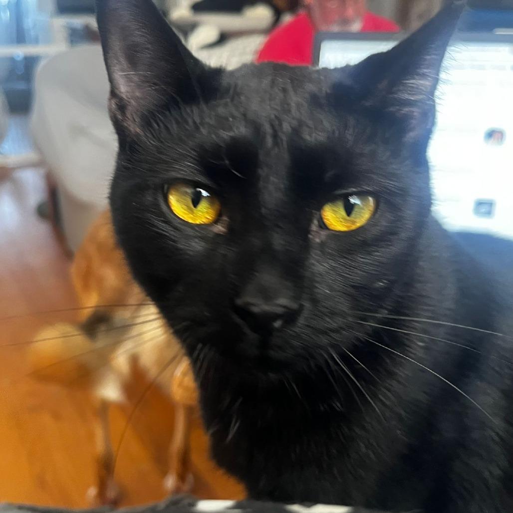 Enlarge Chill, a Adoptable Domestic Short Hair in Winchester, VA image 2/2