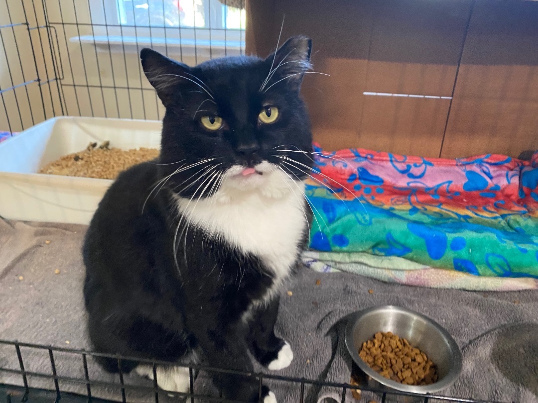 Tux, a Adopted Domestic Short Hair in Woodbury, CT image 1/4