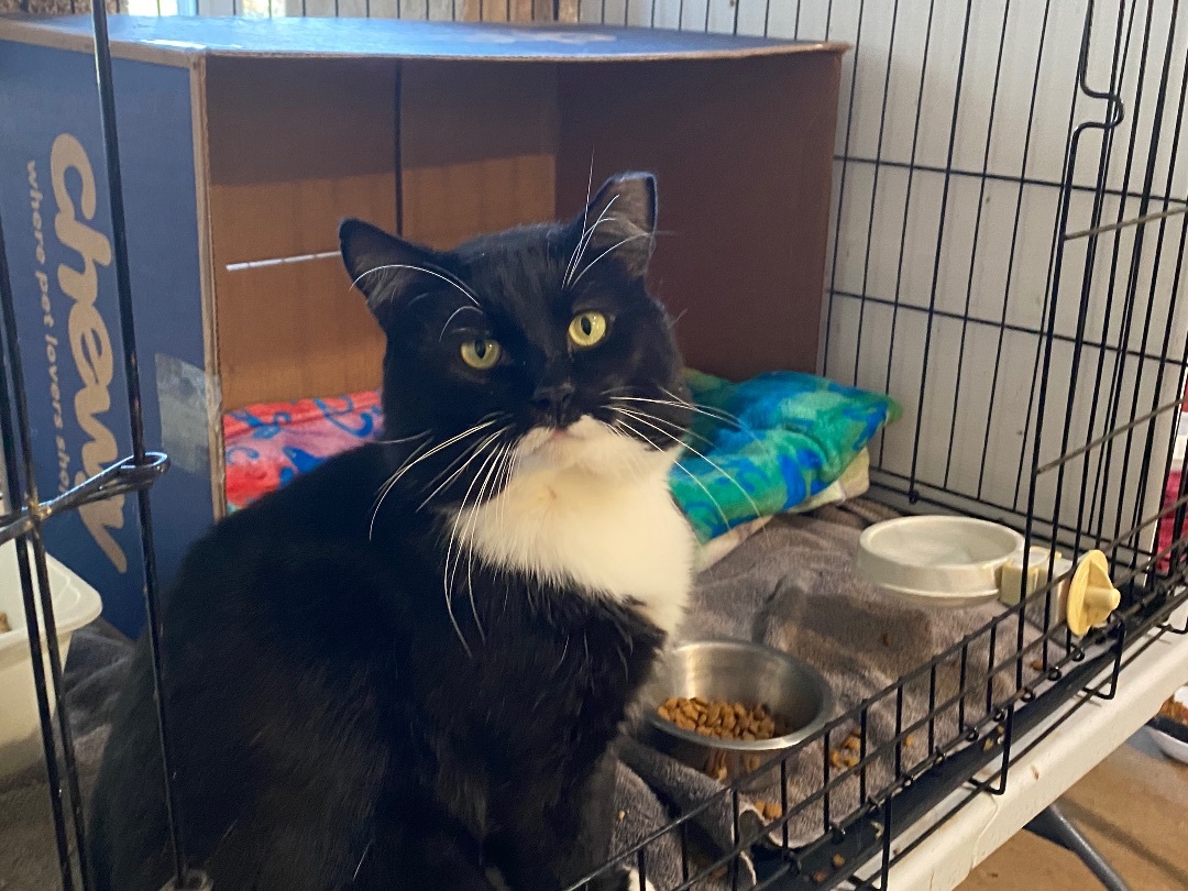 Tux, a Adopted Domestic Short Hair in Woodbury, CT image 2/4