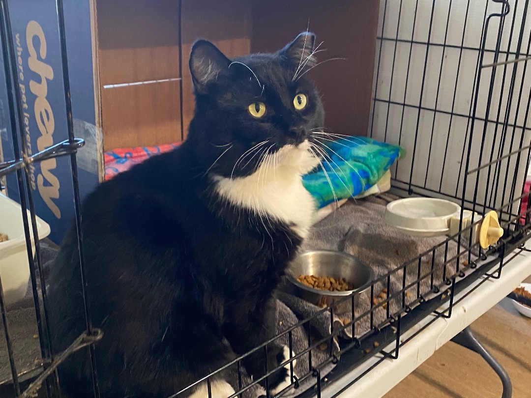 Tux, a Adopted Domestic Short Hair in Woodbury, CT image 3/4