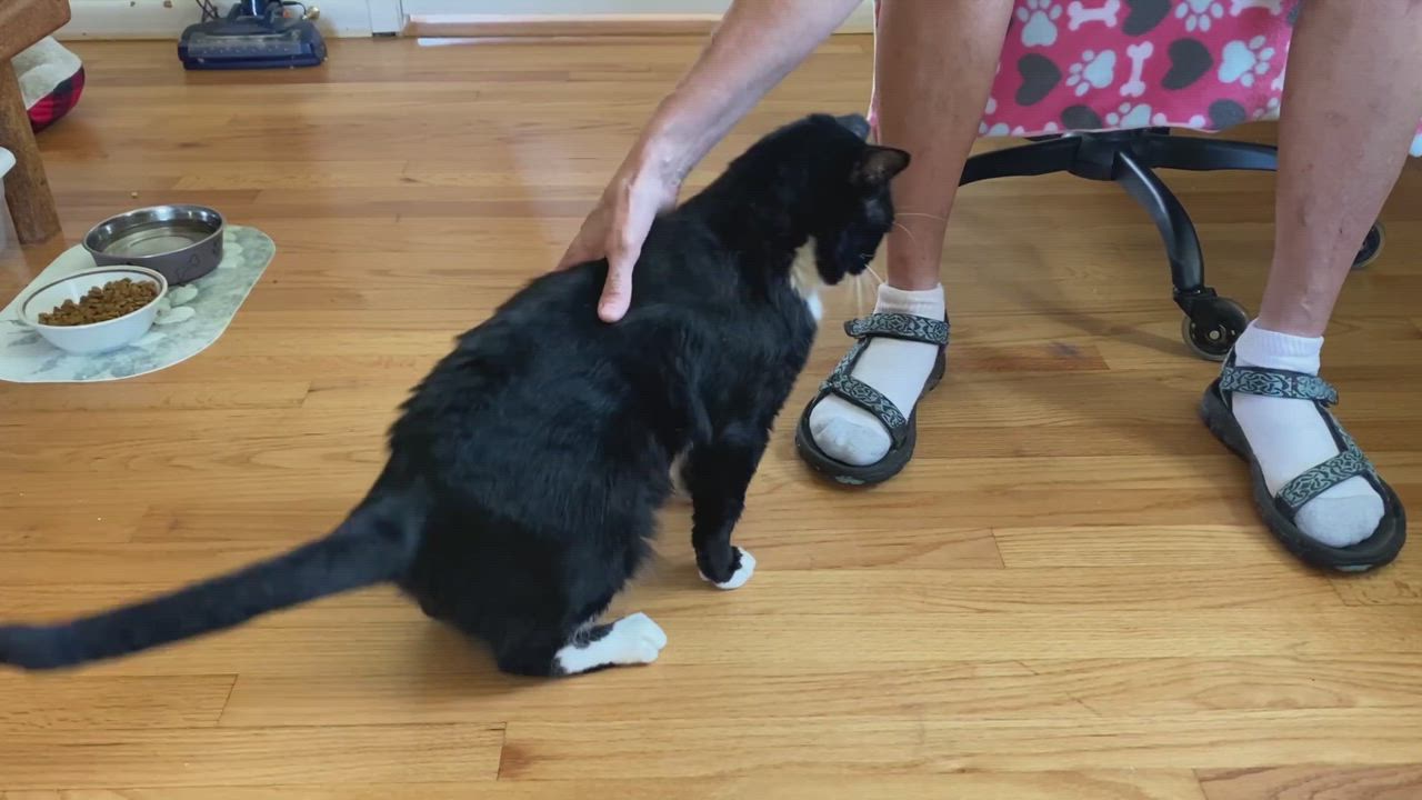 Enlarge Tux, a Adopted Domestic Short Hair in Woodbury, CT video 4/4