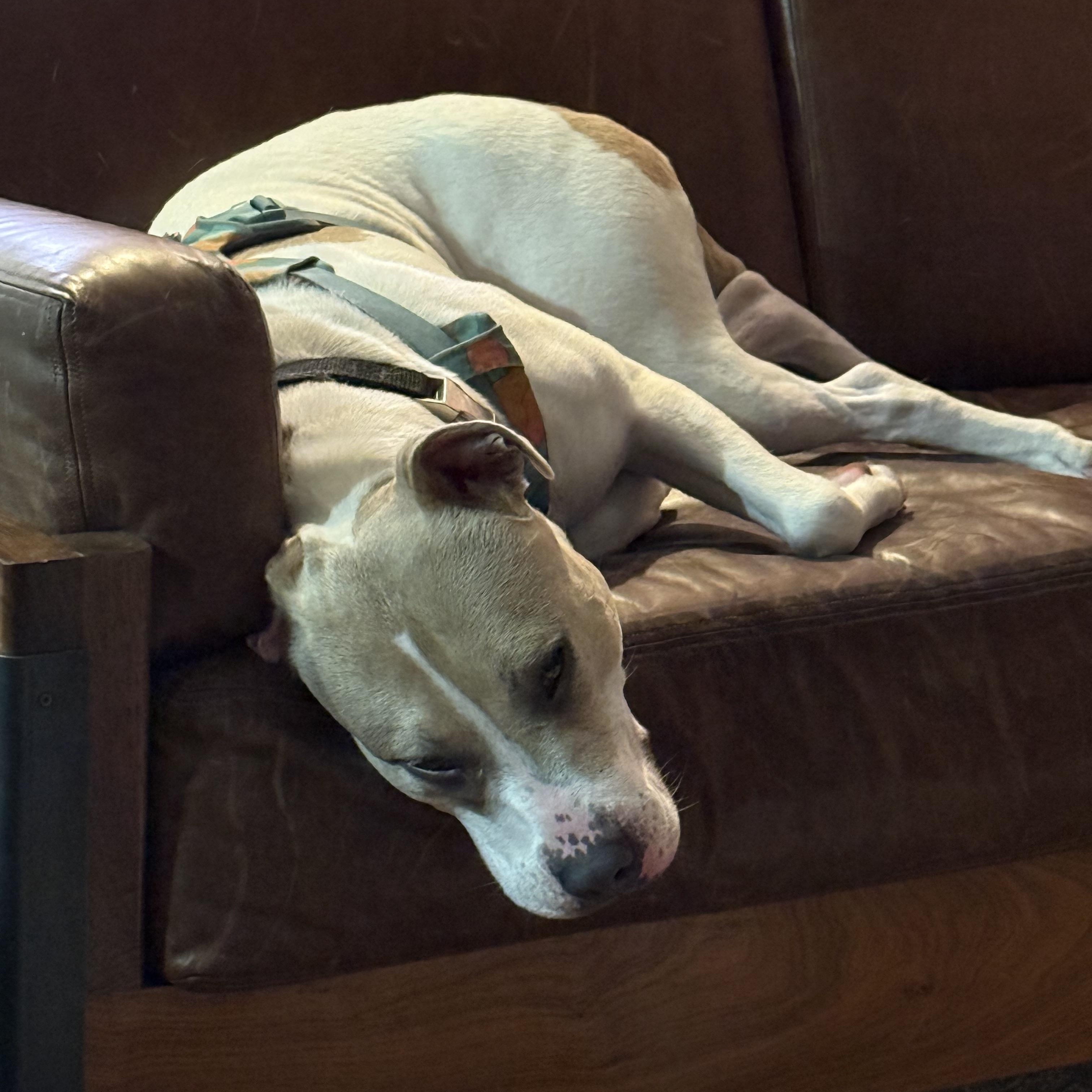 Nova