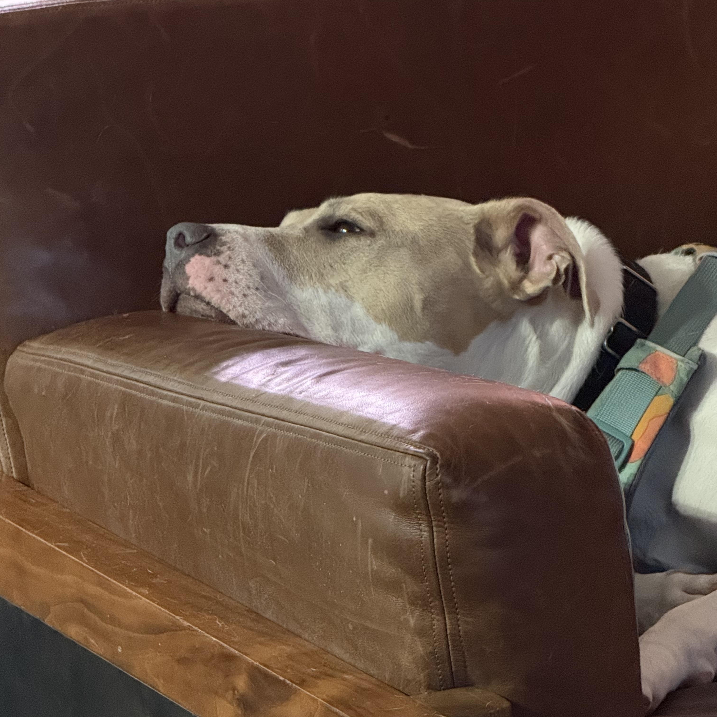 Nova