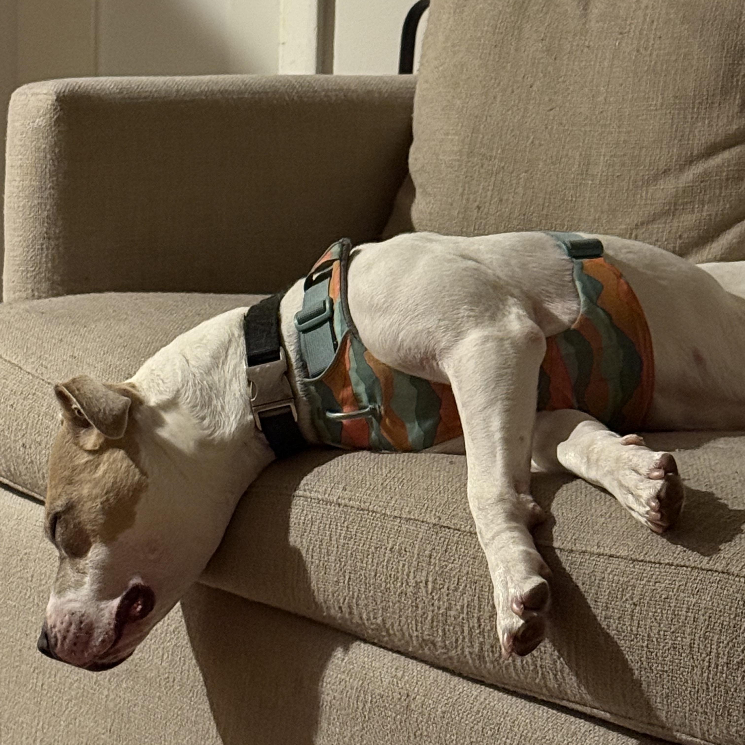 Nova