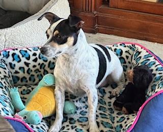 Enlarge Sassy, a Adoptable mixed breed in Orlando, FL image 2/2