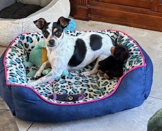 Sassy, Adoptable, Young Female Toy Fox Terrier & Rat Terrier.
