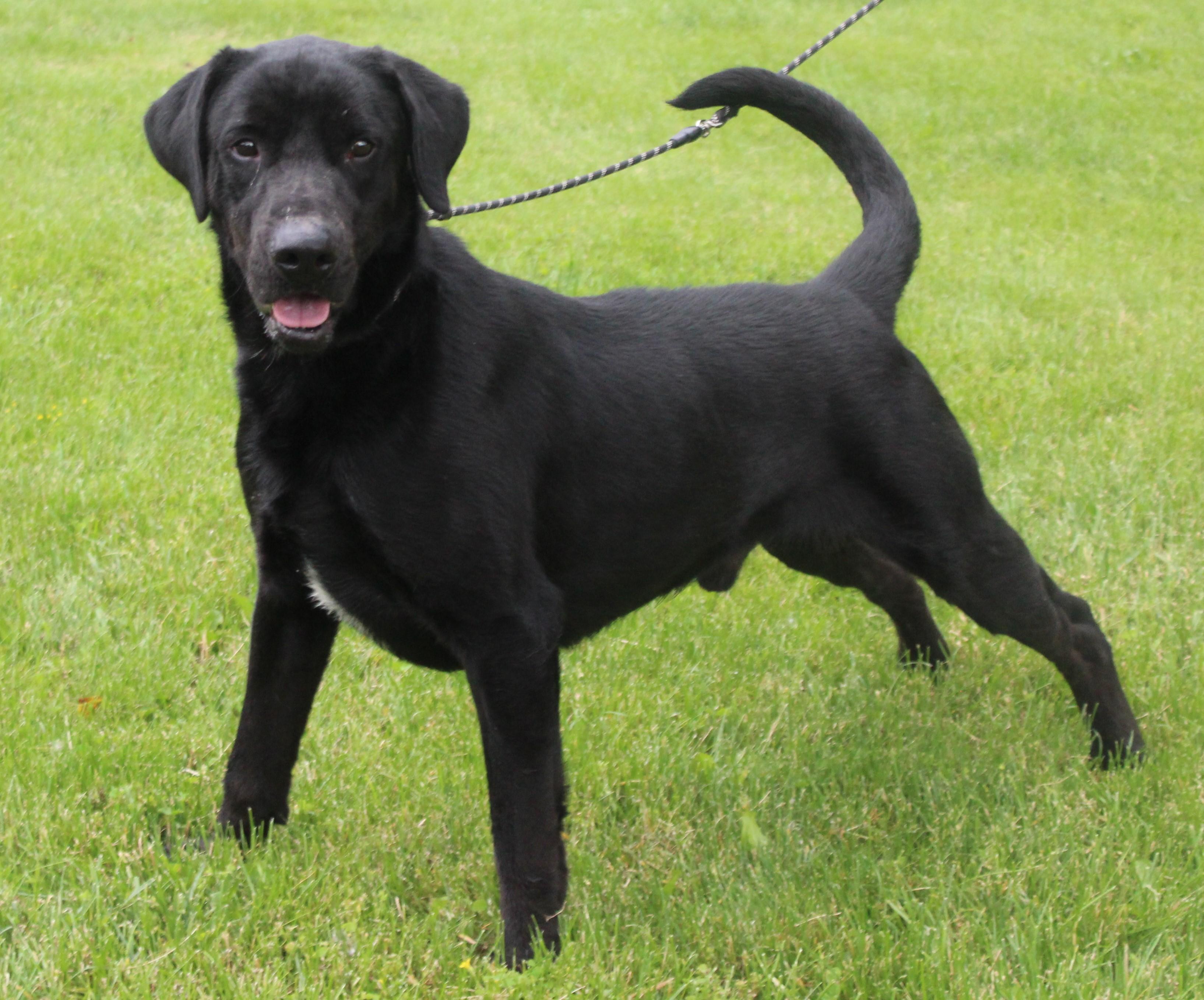 Charcoal (8331), Adult Male Labrador Retriever