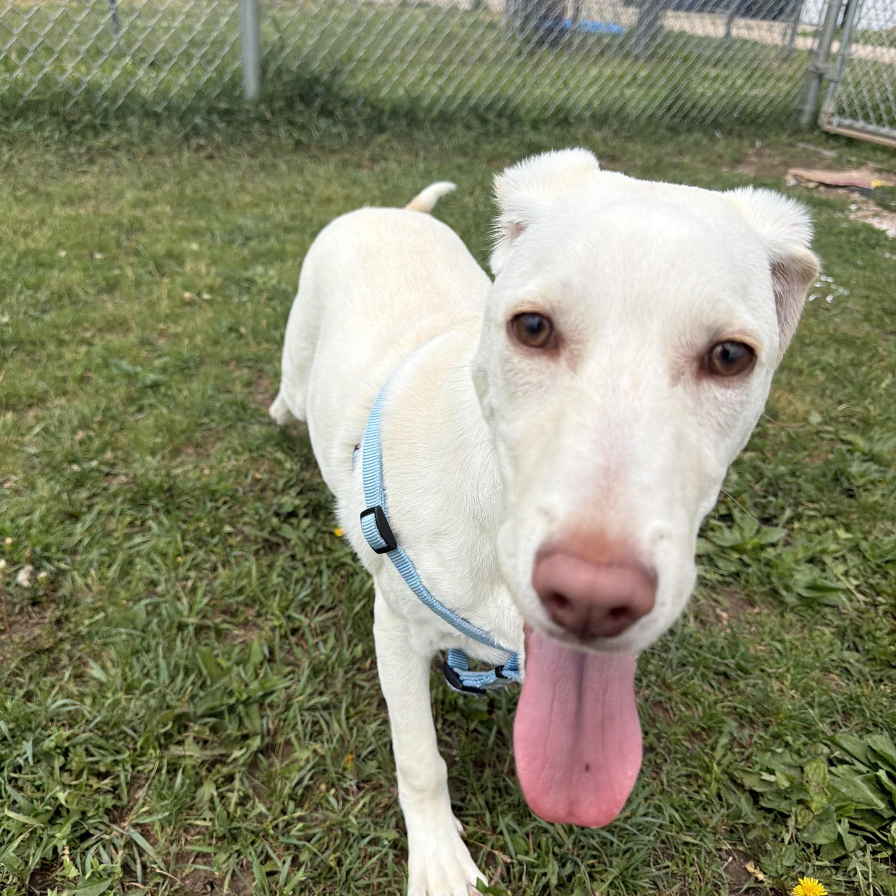 Kody, ADOPTABLE, Young Male Labrador Retriever.
