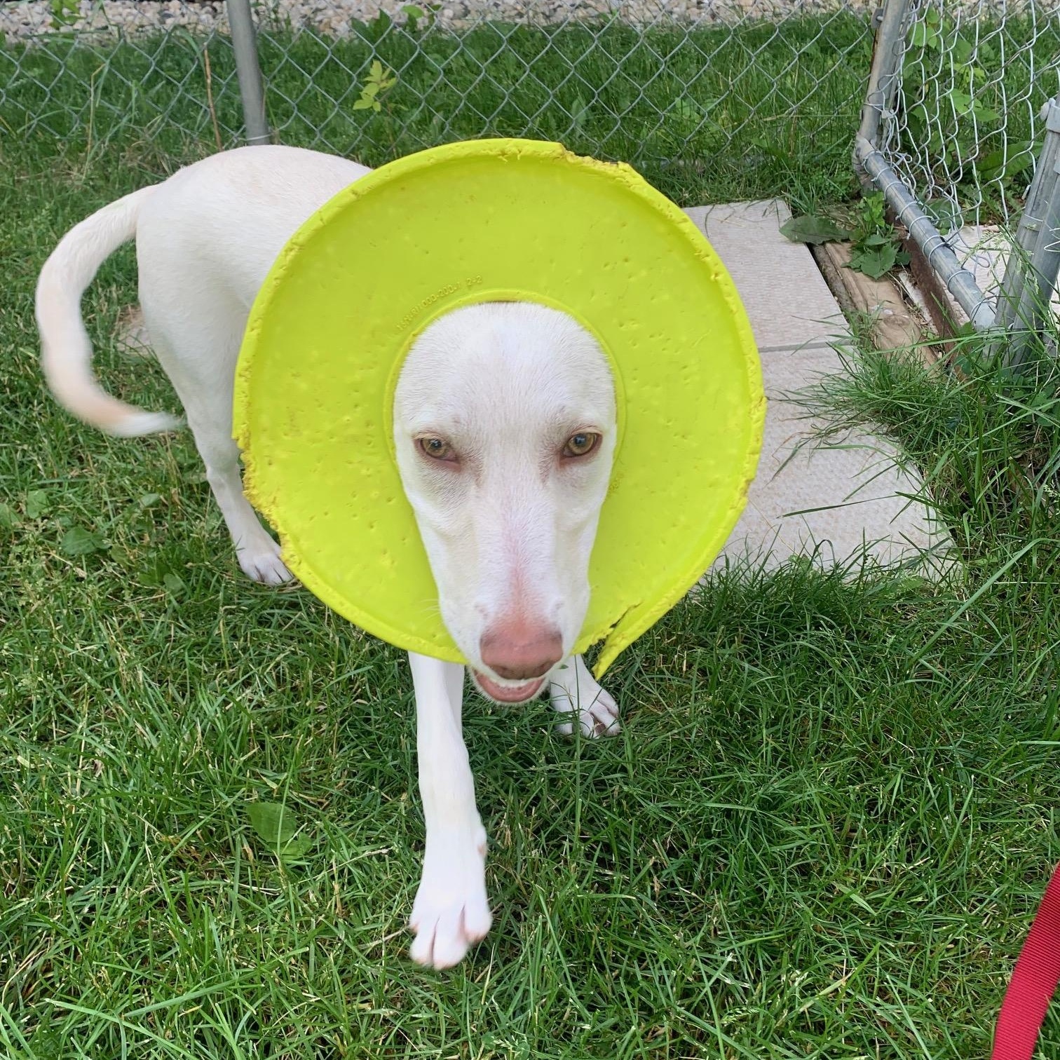 Kody, ADOPTABLE, Young Male Labrador Retriever.