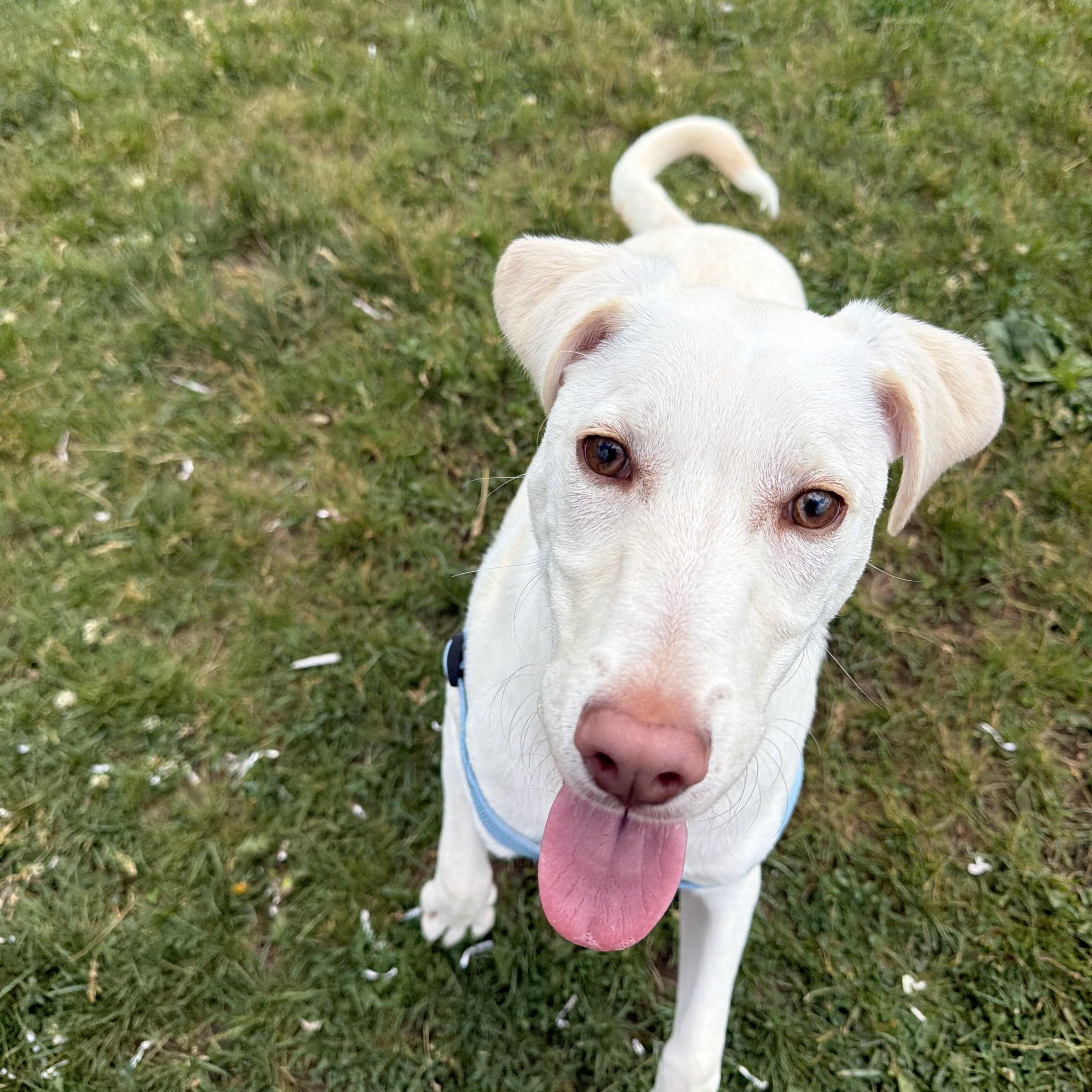 Kody, a ADOPTABLE mixed breed in Dodgeville, WI image 2/3